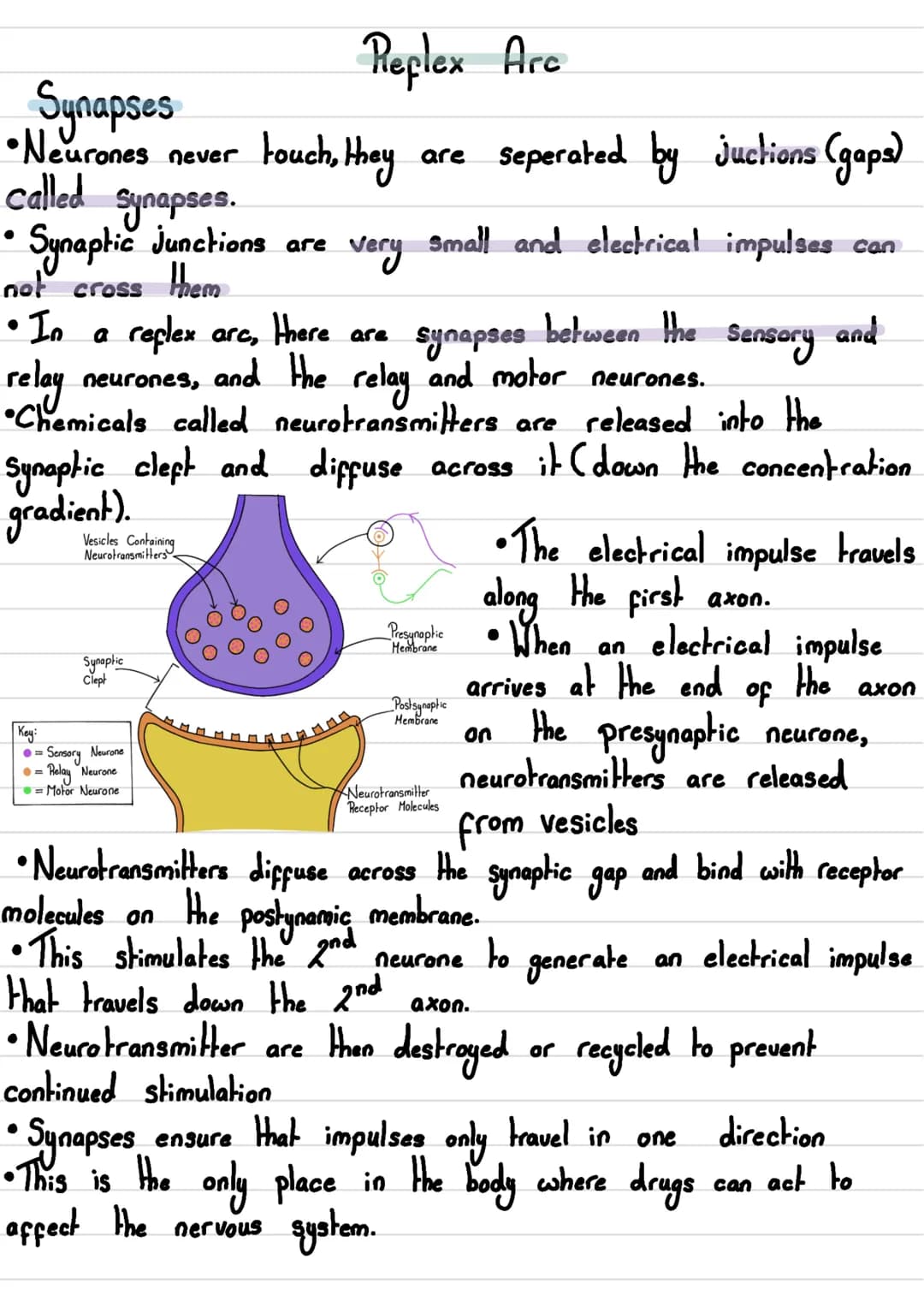Nervous System

• The human nervous System consists of:
- Central Nervous System (CNS)→ The brain and spinal cord
- Peripheral Nervous Syste