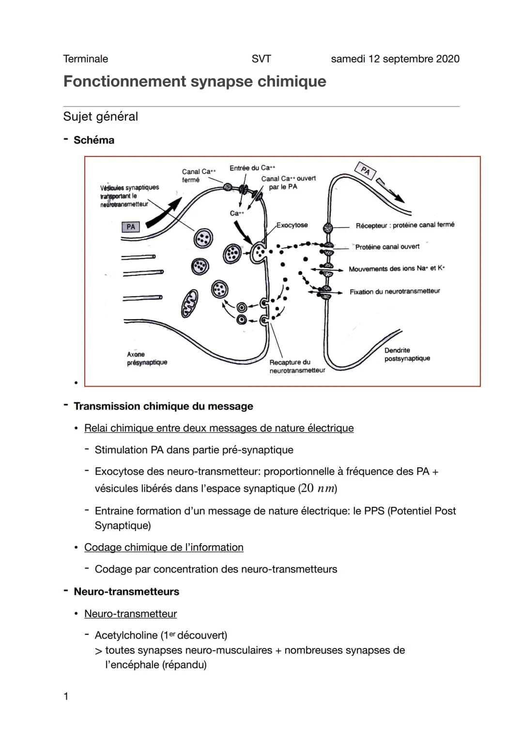Terminale
SVT
samedi 12 septembre 2020
Fonctionnement synapse chimique

Sujet général
- Schéma

Vésicules synaptiques
transportant le
neurot