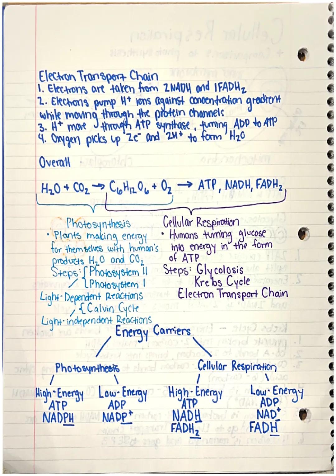 # Cellular Respiration
+ Comparisons to photo synthesis

inner membrane

ETC
Cellular resp.

39ナちゃ

mitochondria

400

thylakoid
membrane

4