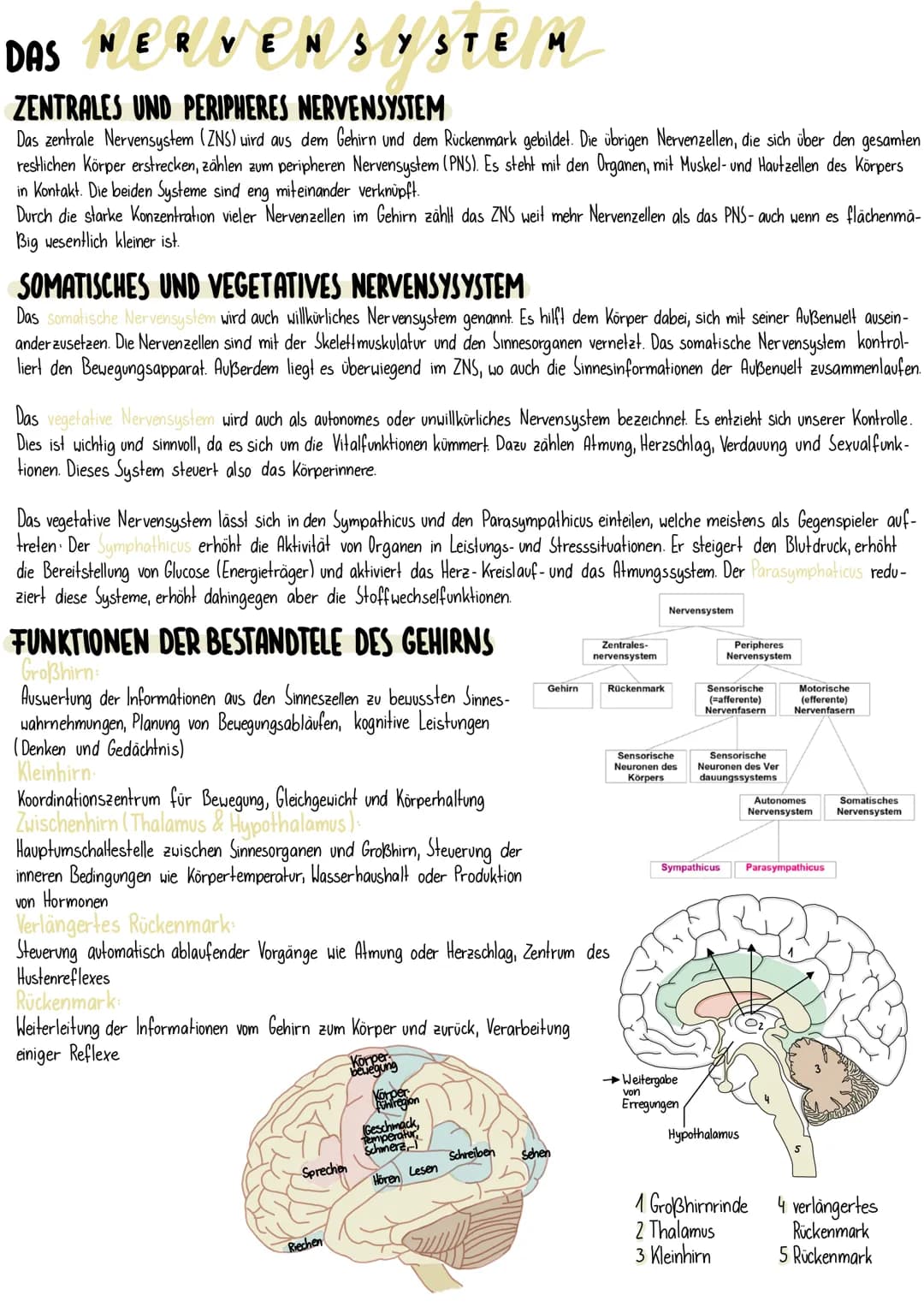 # DAS
NERVENSYSTE M

## ZENTRALES UND PERIPHERES NERVENSYSTEM
Das zentrale Nervensystem (ZNS) wird aus dem Gehirn und dem Rückenmark gebilde