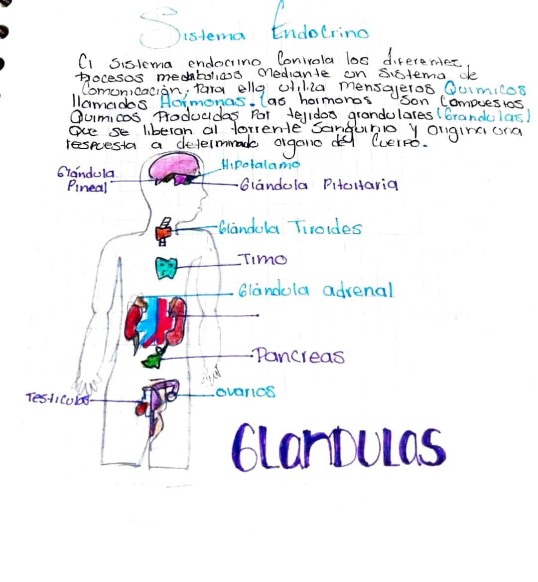 # Sistema Endocrino

Ci Sistema endocrino Conirola los diferentes,
Procesos metabolicos mediante on sistema de
Comunicación, 1. Para Para el