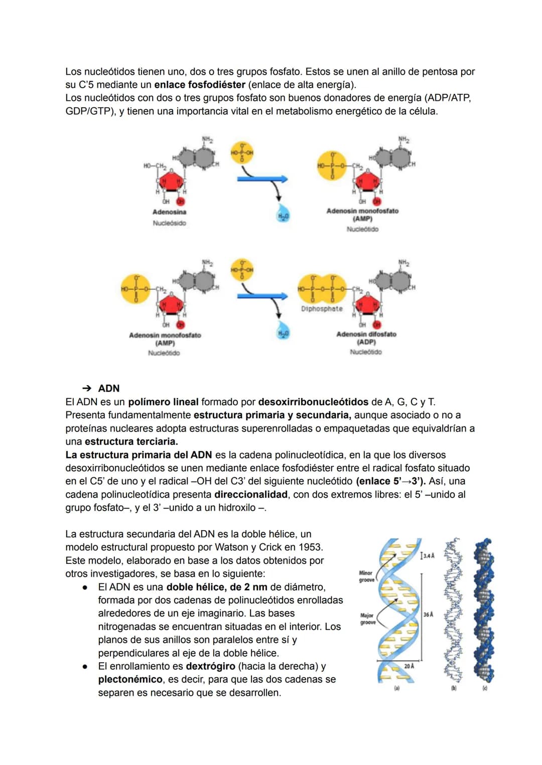 TEMA 6: ESTRUCTURA DE LOS ÁCIDOS NUCLÉICOS

→ Ácidos nucleicos

Los ácidos nucleicos son macromoléculas biológicas que realizan funciones de