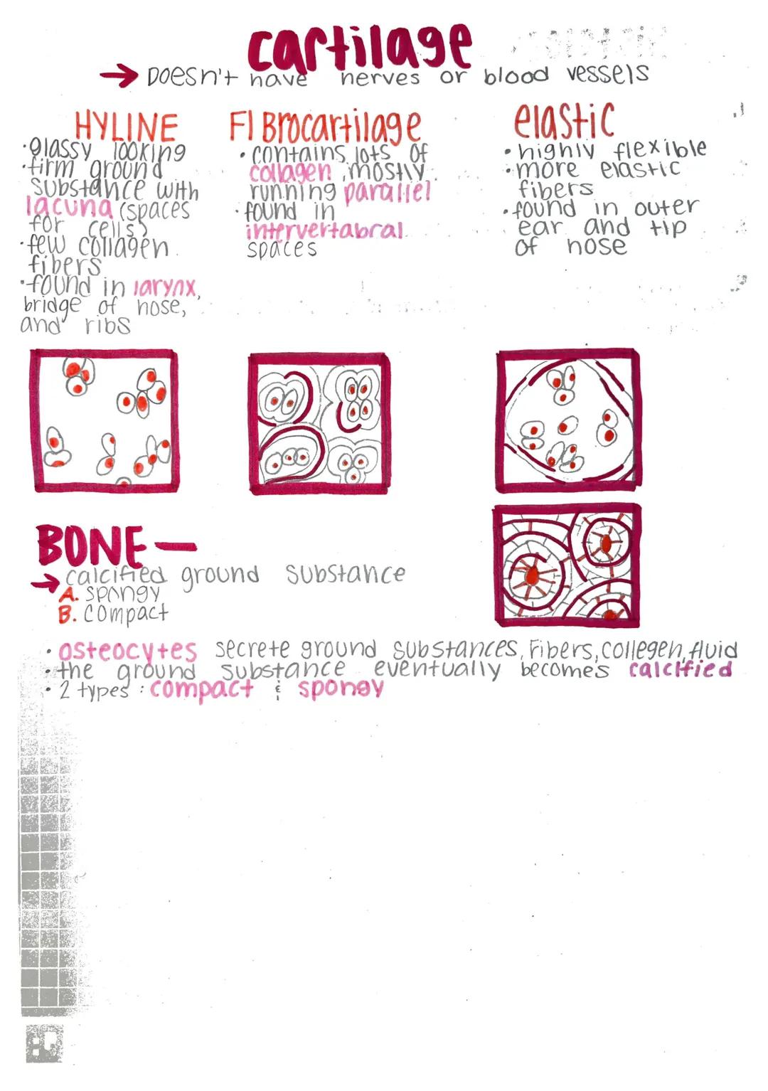 # Histology-

Histology: microscopic study of tissue

Biopsy: removal of tissue for diagnostic purposes

autopsy: examination of organs of a