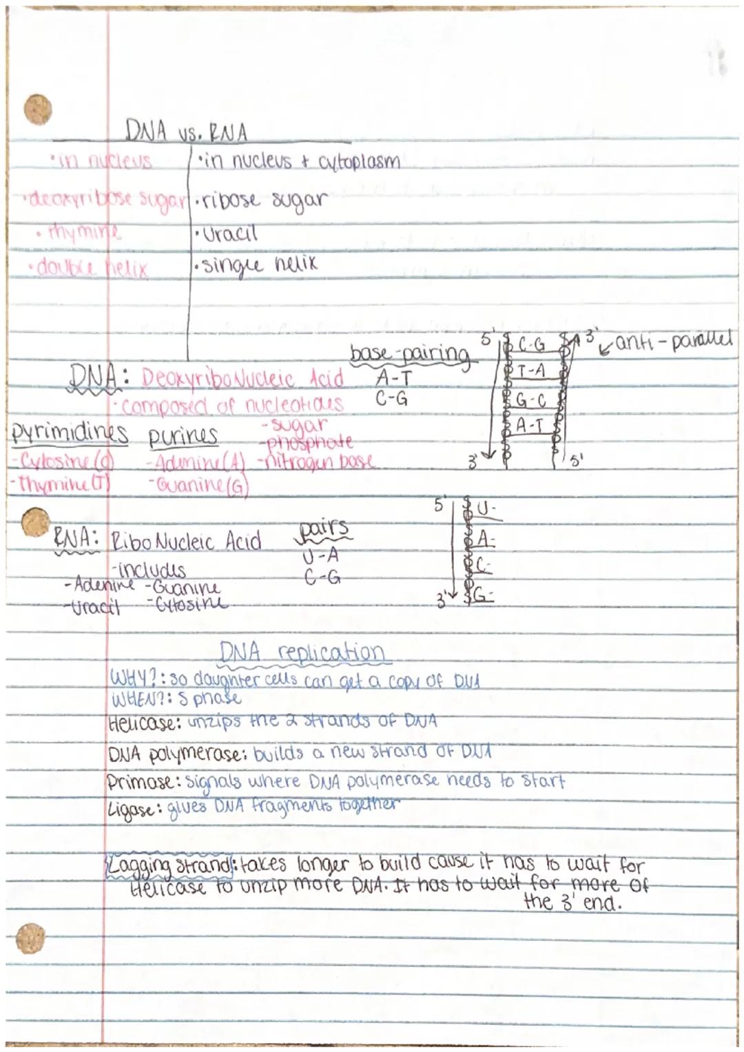 DNA US. RNA

in nucleus
•in nucleus & cytoplasm

-deoxyribose sugar ribose sugar

5CG 3 anti-parallel
T-A
G-C
A-T

•thy mine
Uracil

double 