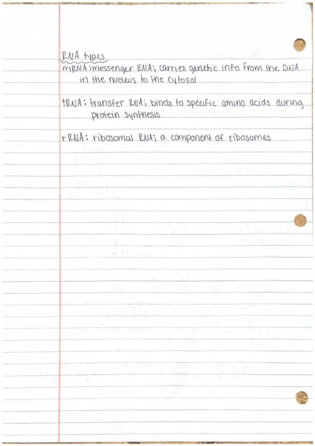 DNA US. RNA

in nucleus
•in nucleus & cytoplasm

-deoxyribose sugar ribose sugar

5CG 3 anti-parallel
T-A
G-C
A-T

•thy mine
Uracil

double 