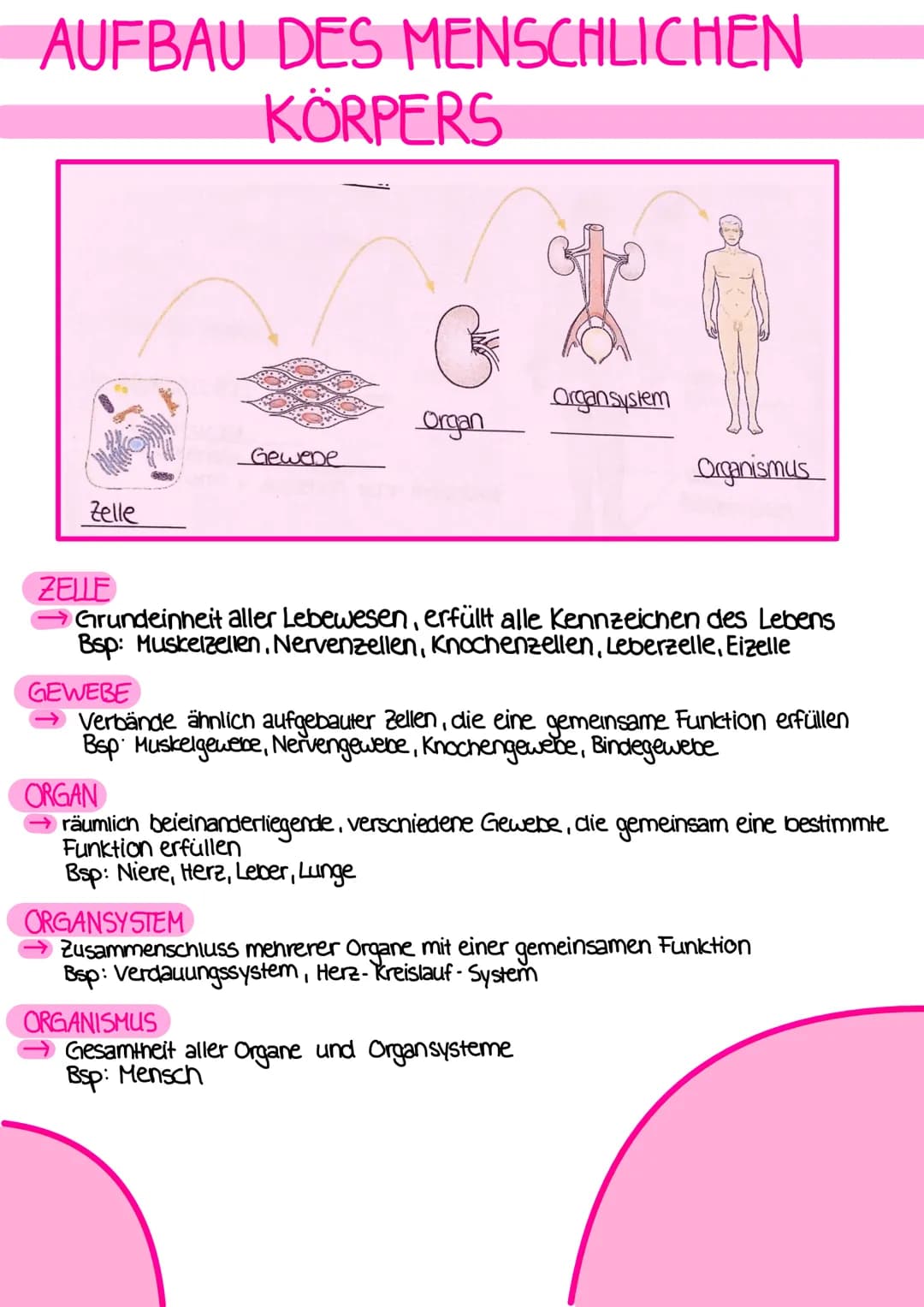# DEFINITIONEN

ANATOMIE
- Lehre vom Bau des menschlichen Körpers
- beschäftigt sich mit der Lage, Größe, Form und Struktur der einzelnen
Be