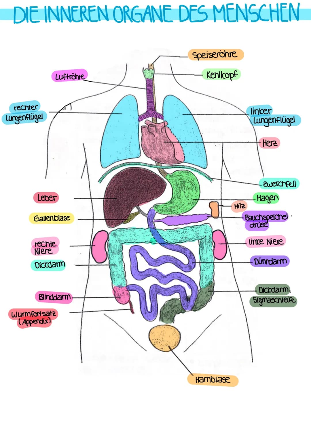 # DEFINITIONEN

ANATOMIE
- Lehre vom Bau des menschlichen Körpers
- beschäftigt sich mit der Lage, Größe, Form und Struktur der einzelnen
Be