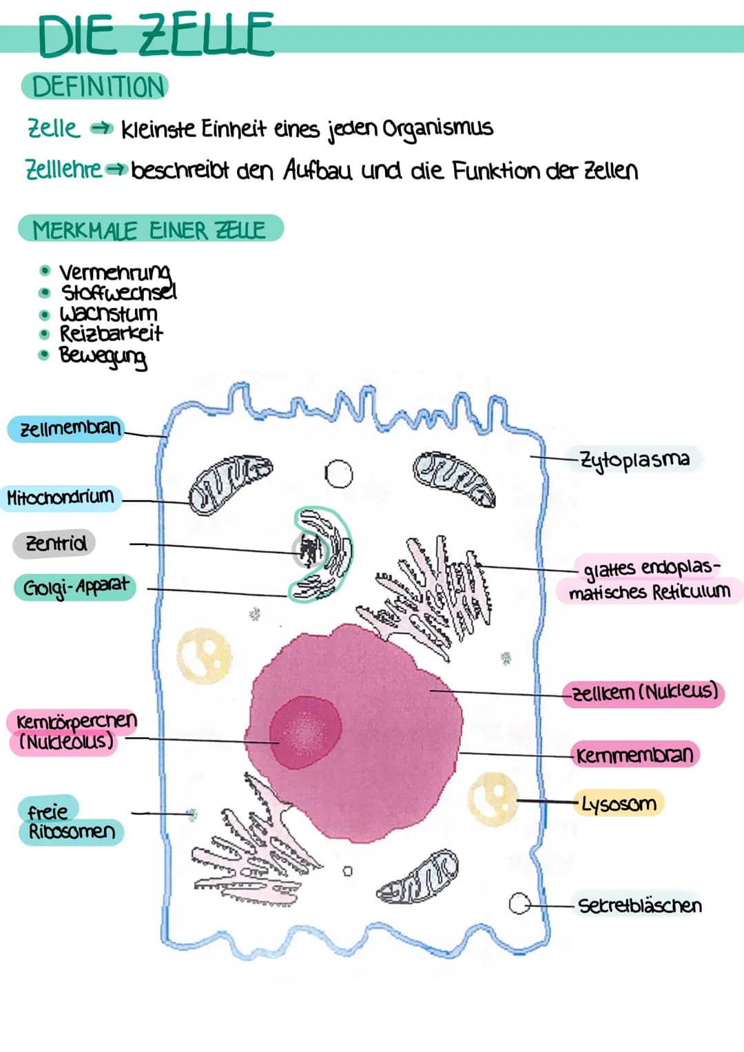 # DEFINITIONEN

ANATOMIE
- Lehre vom Bau des menschlichen Körpers
- beschäftigt sich mit der Lage, Größe, Form und Struktur der einzelnen
Be