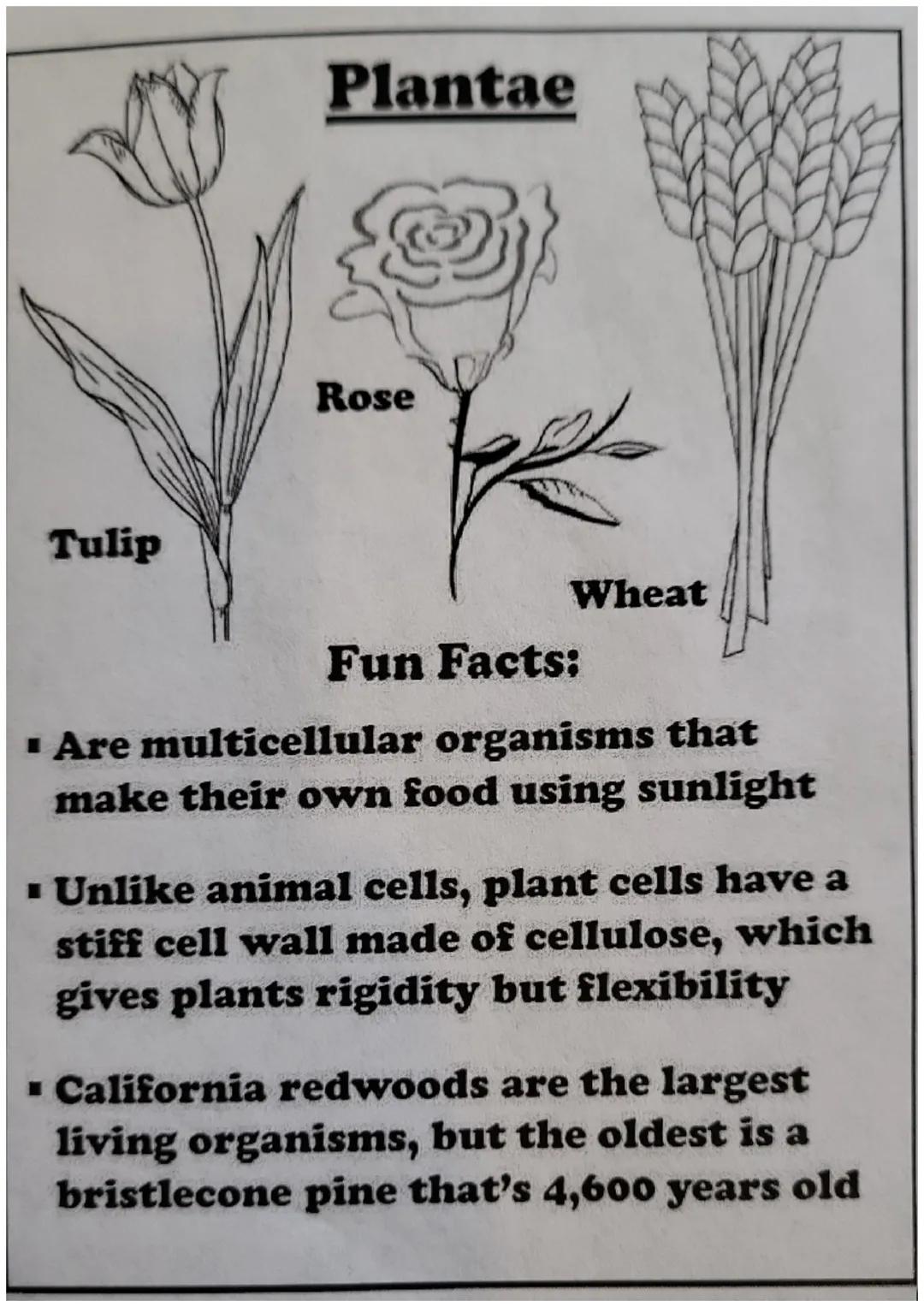 # The Six Kingdoms
## of Life # Archaebacteria

Fun Facts:

■ Are single celled organisms that live
in extreme environments

■ Are the oldes