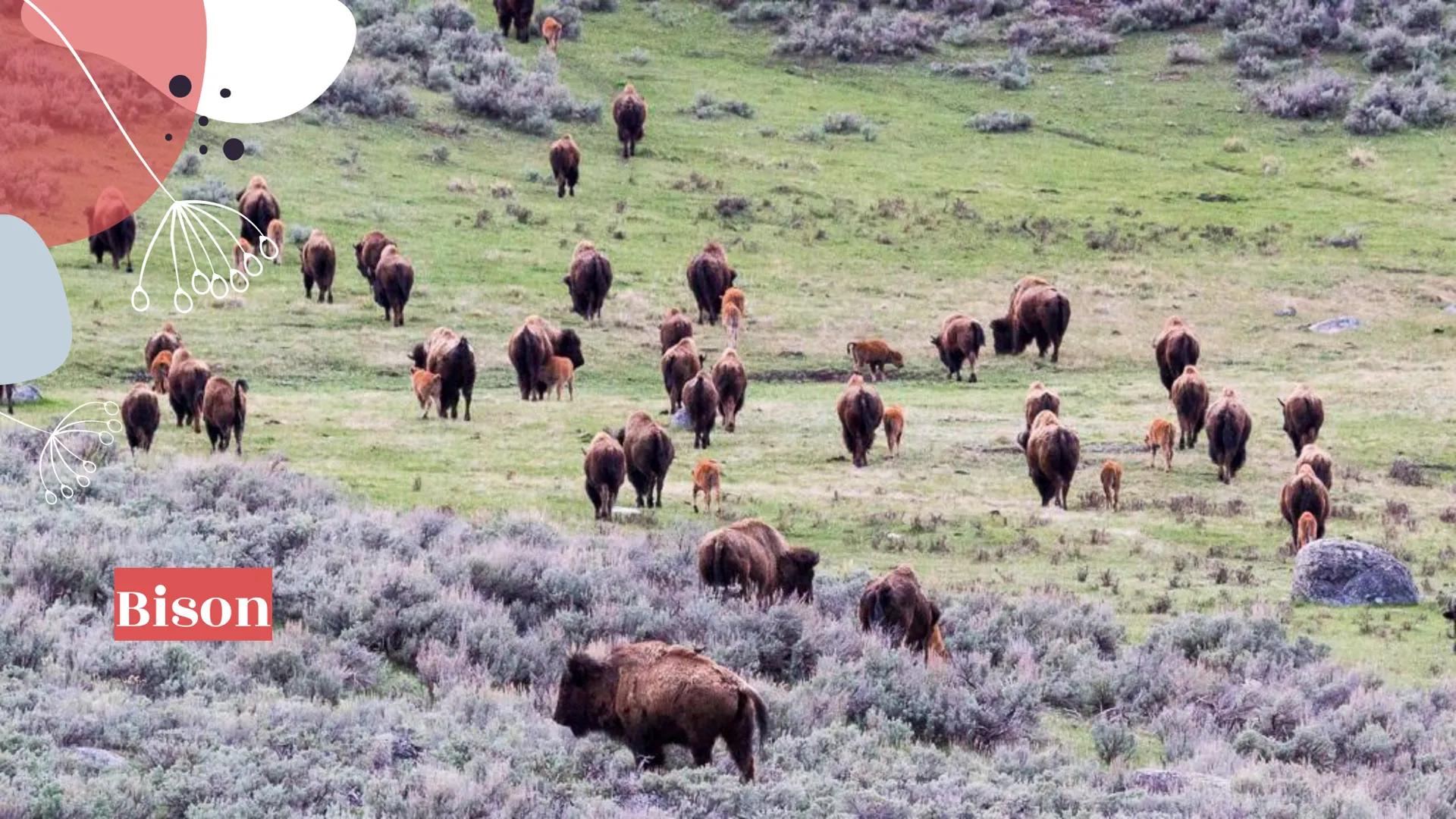 # Yellowstone
National Park # About Yellowstone

- First National Park
- Half of all the world's known geothermal features
-
-
-
World's lar