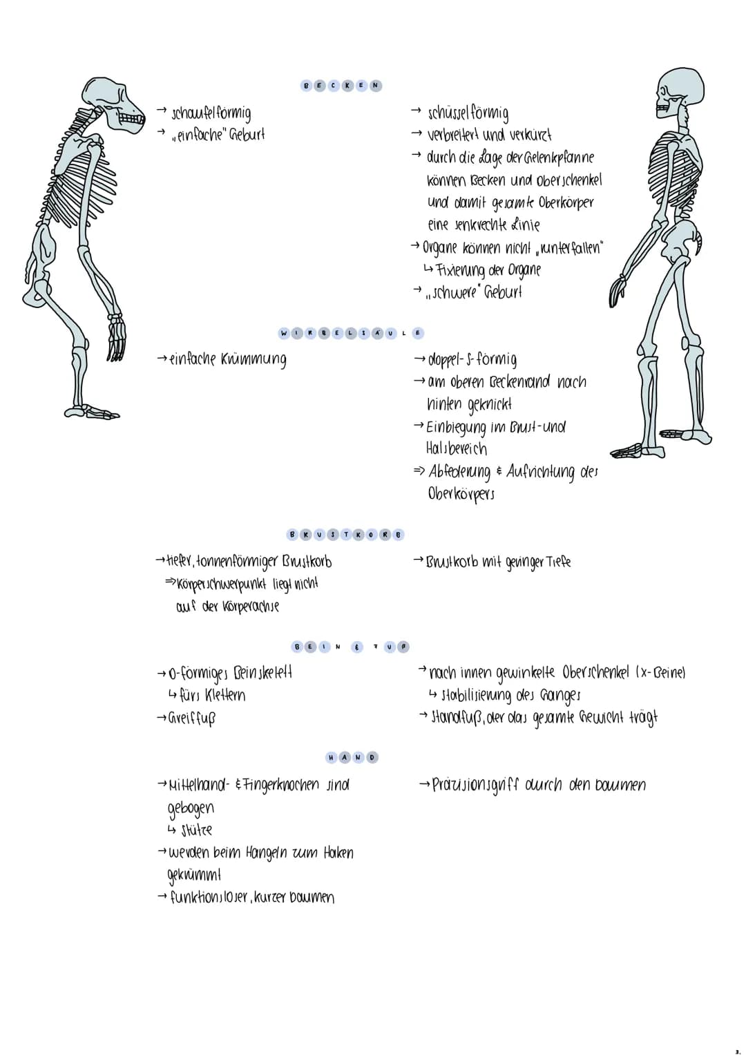 # EVOLUTION
des menschen

Milic
Rassebegriff

definition Lebewesen einer Art, die sich von einer anderen Gruppe in erheblichen Merkmalen unt