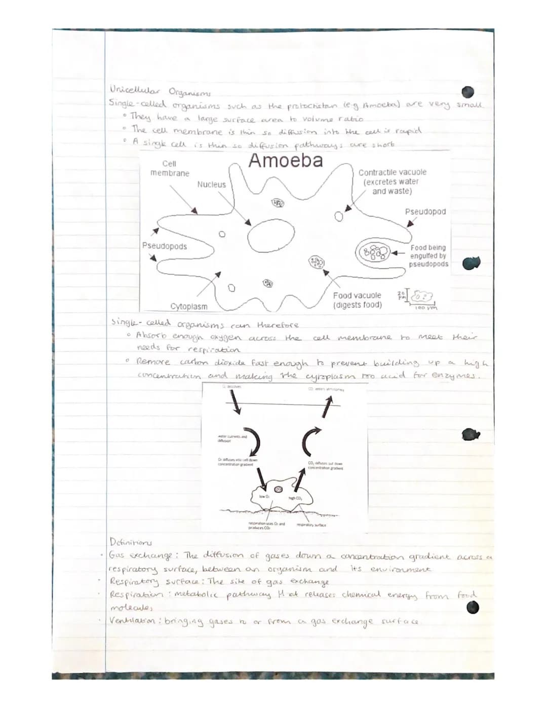 Gas Exchange - unicellular organisons

Diffusion of gases in and out of an organisins needs to take place rapidly.
The surface across which 
