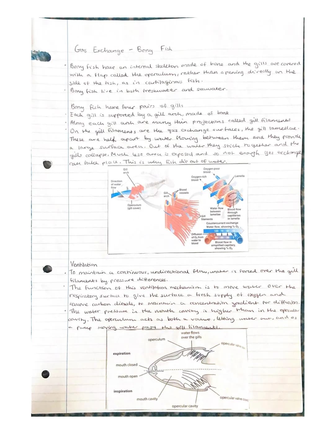 Gas Exchange - unicellular organisons

Diffusion of gases in and out of an organisins needs to take place rapidly.
The surface across which 