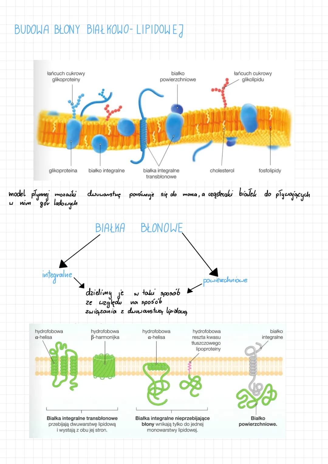 # Biologia

komórka - podstawowa jednostka życia

Temat: Budowa i funkje komórki. Rodzaje komórek.

Komárka podstawowa jednostka budulcowa i
