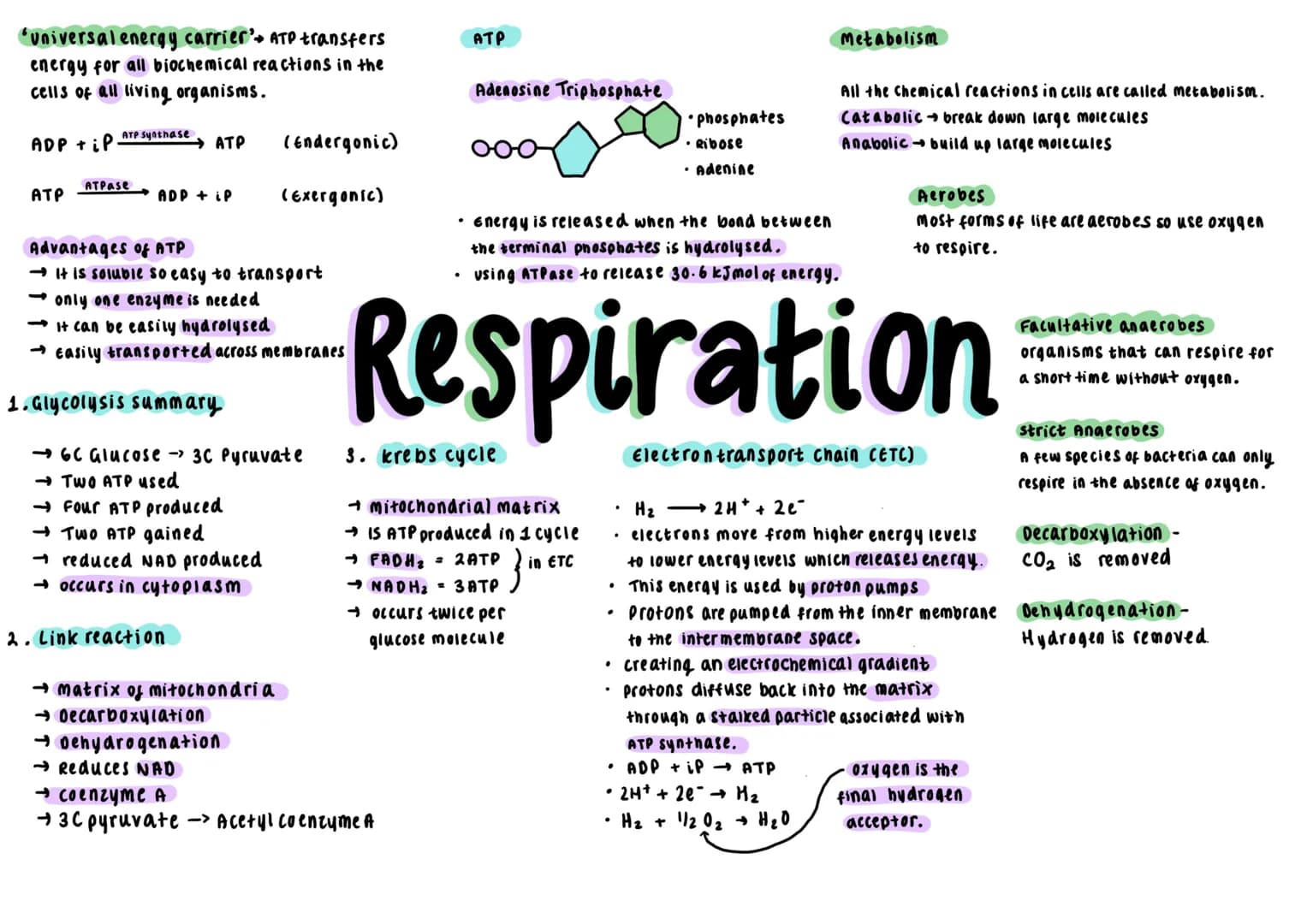 *'universal energy carrier'→ ATP transfers
energy for all biochemical reactions in the
cells of all living organisms.

$ADP + iP \xrightarro
