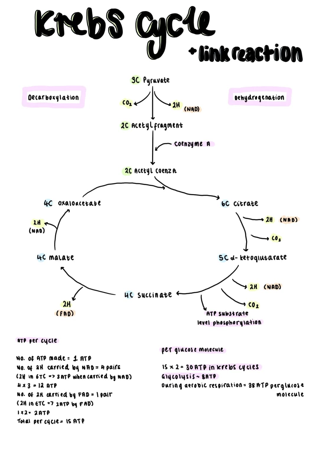*'universal energy carrier'→ ATP transfers
energy for all biochemical reactions in the
cells of all living organisms.

$ADP + iP \xrightarro