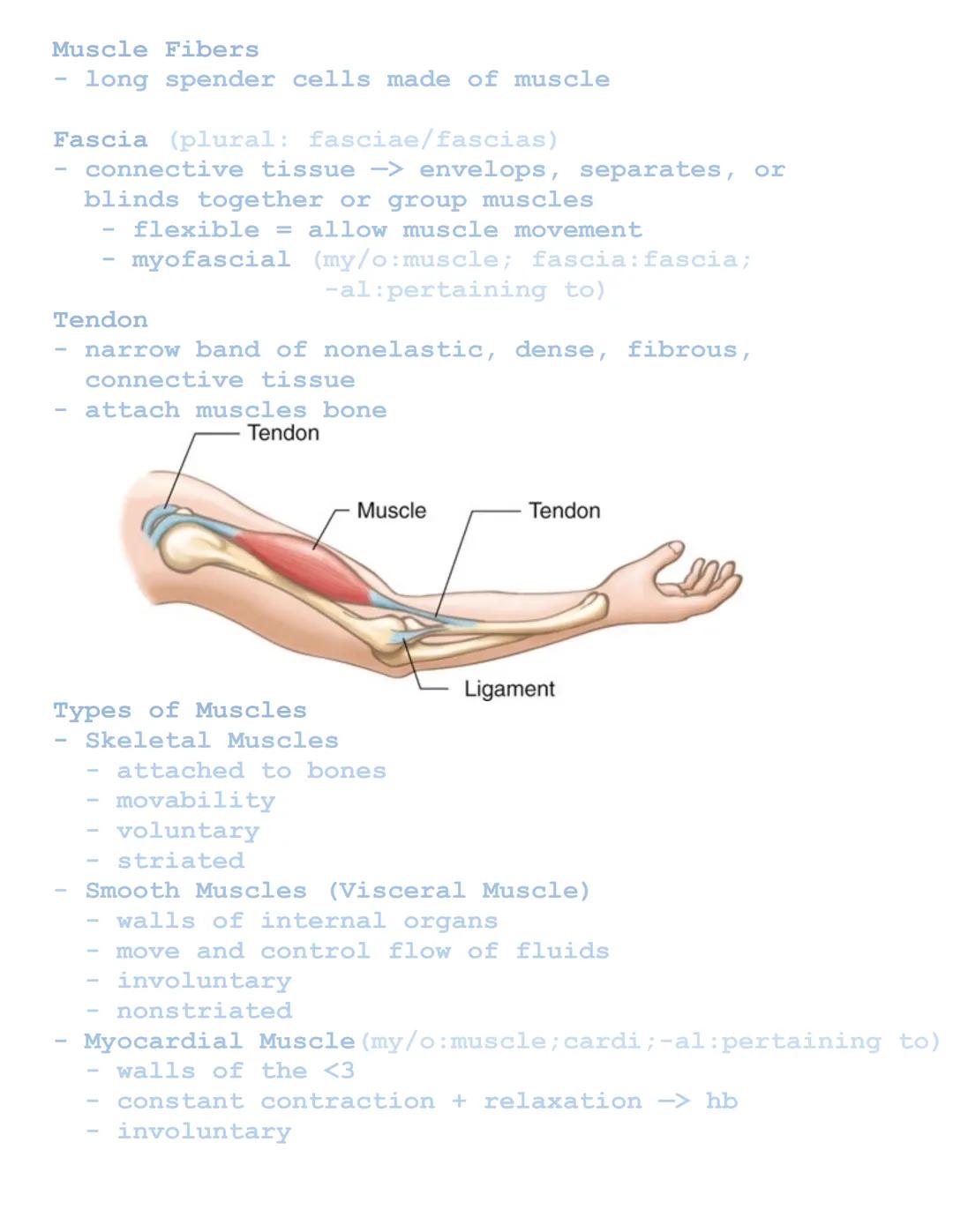 Muscular System

Related Combining Forms
Muscles: muscul/o, my/o, myos/o
Fascia: fasci/o
Tendons: ten/o, tend/o, tendin/o

Functions of Musc