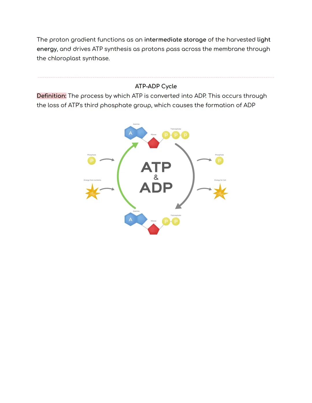 # Metabolism

Overview

Definition: The chemical process that occurs within a living organism in order to
maintain life

Metabolic Pathways
