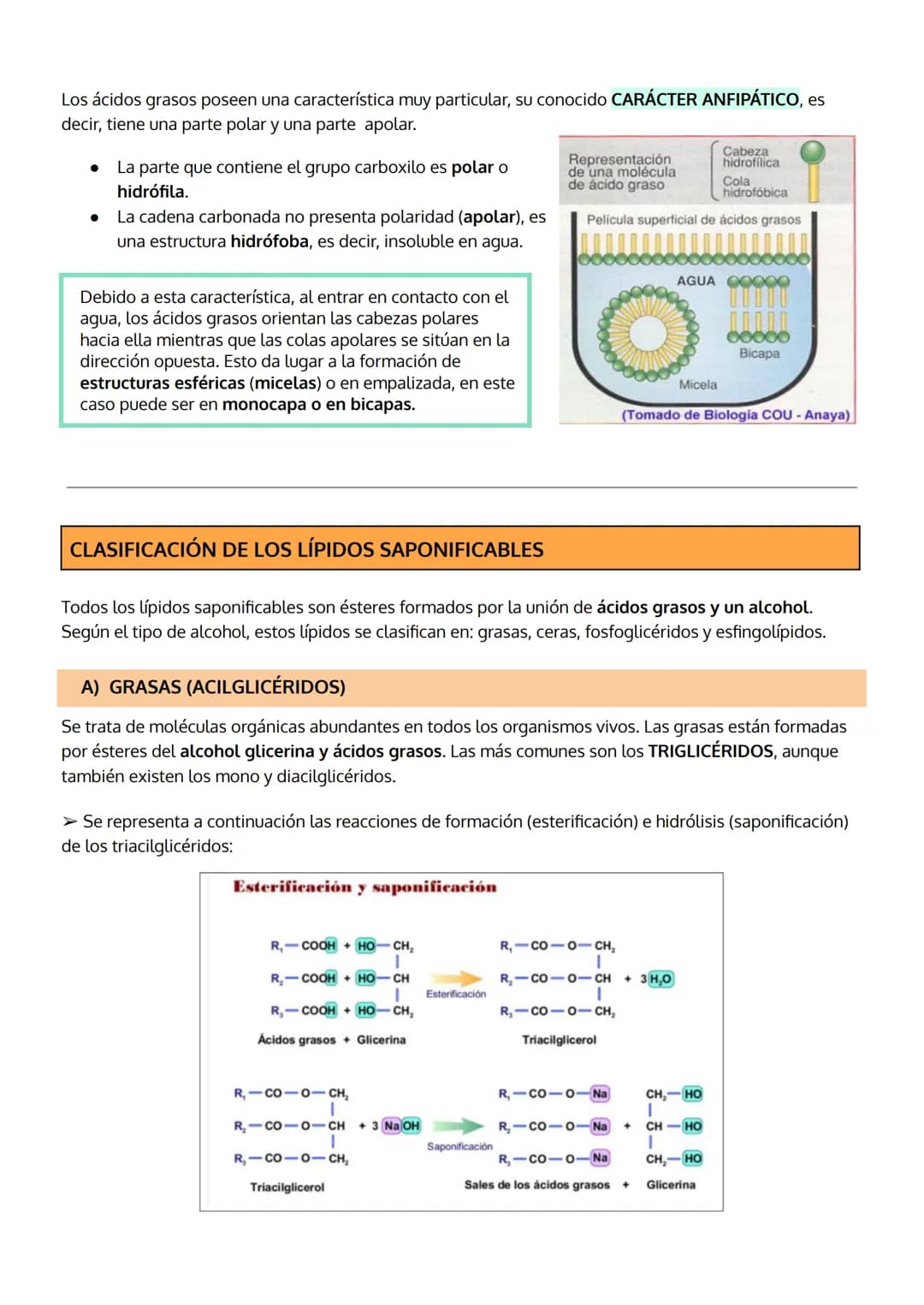 # TEMA 3
LOS LÍPIDOS

1. Características generales y clasificación de los lípidos
2. Lípidos saponificables, clasificación:
 a. Grasas (acil