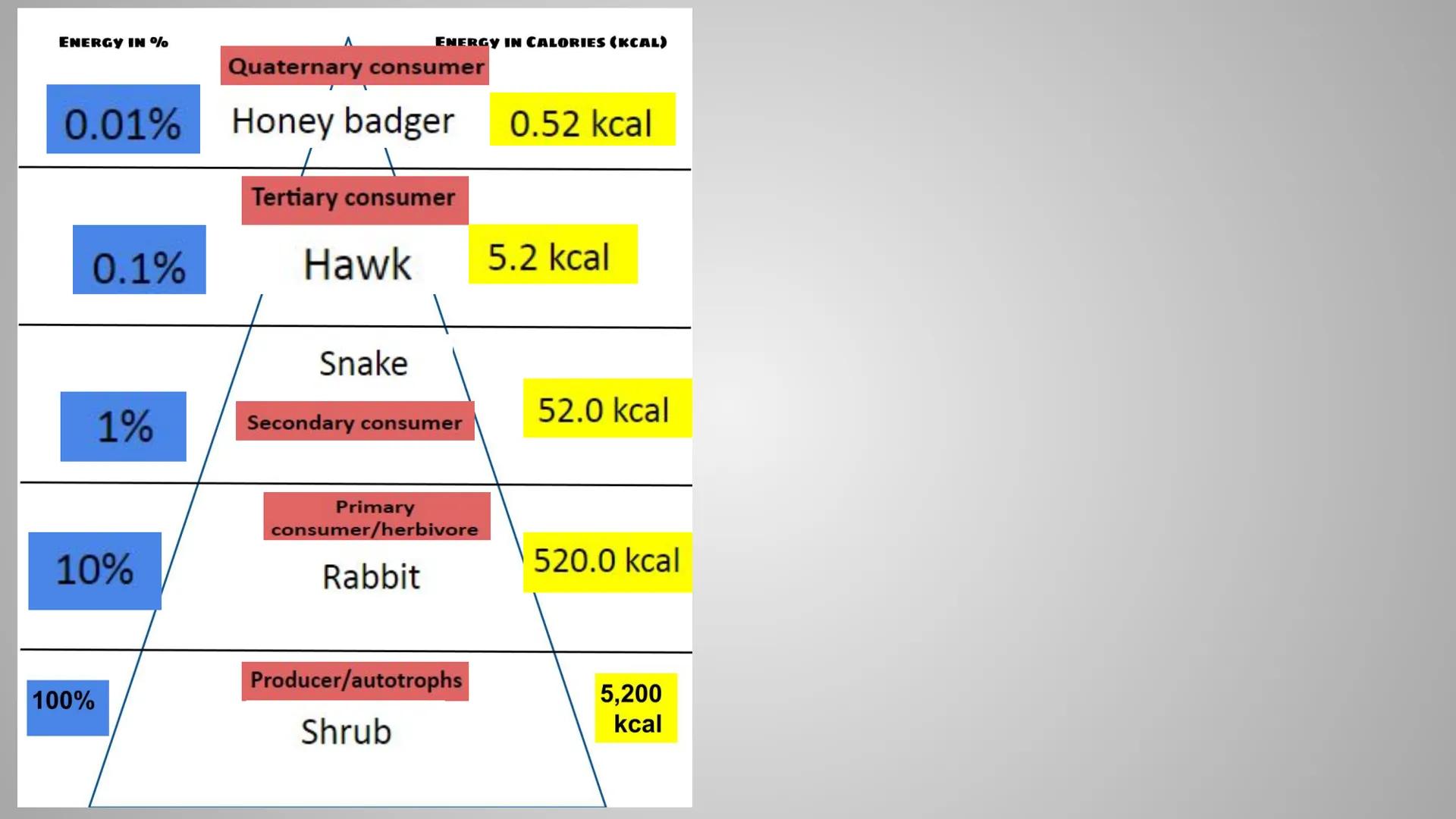 # BrainPOP: Food Chains &
# Energy Pyramid Activity # Part 1- BrainPOP Food Chains

Watch the movie and answer the questions below. (Turn on
