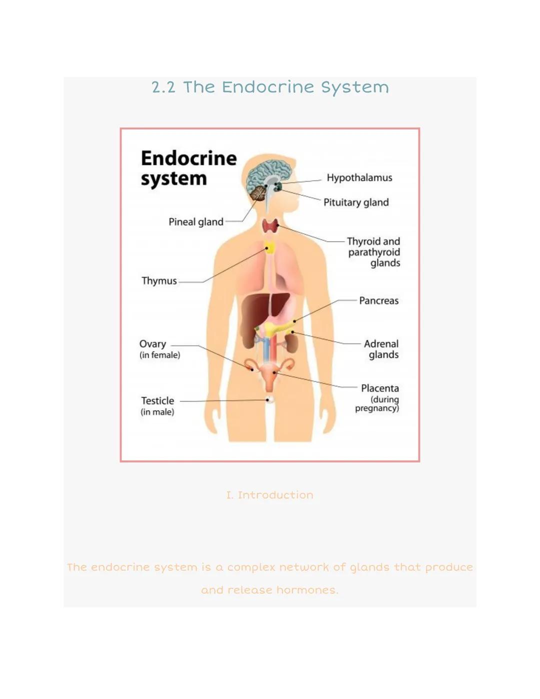 2.2 The Endocrine System

Endocrine
system

Pineal gland

Hypothalamus

Pituitary gland

Thyroid and
parathyroid
glands

Thymus

Pancreas

O