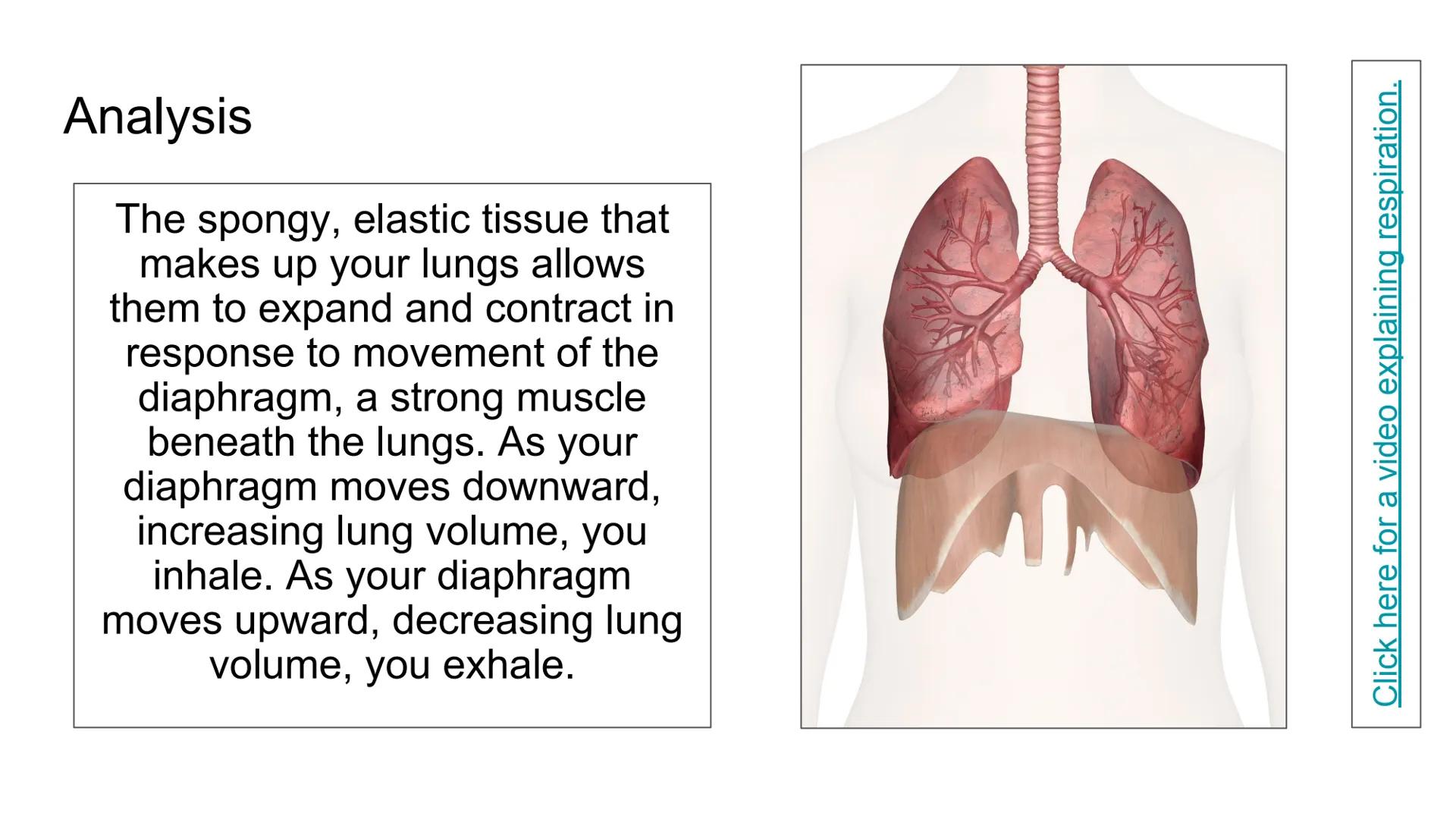 Boyle's Law & Breathing

Breathing in

Air in

Air out

Rib cage expands

Rib cage shrinks

Lungs expand

Diaphragm tightens

Diaphragm rela