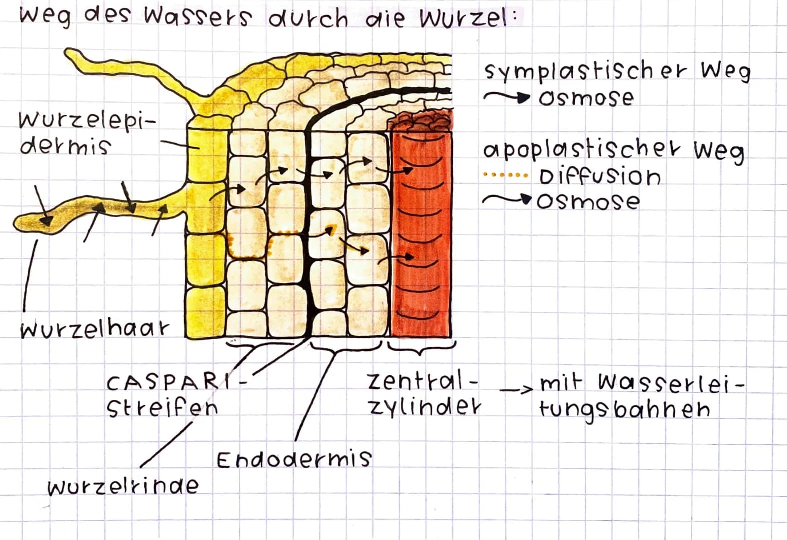 # Wurzeln

- Aufnahme von Wasser und Mineralien —> wurzelhaare
- Verankerung der Pflanze im Boden
- Oberflächenvergrößerung durch Wurzelhaar