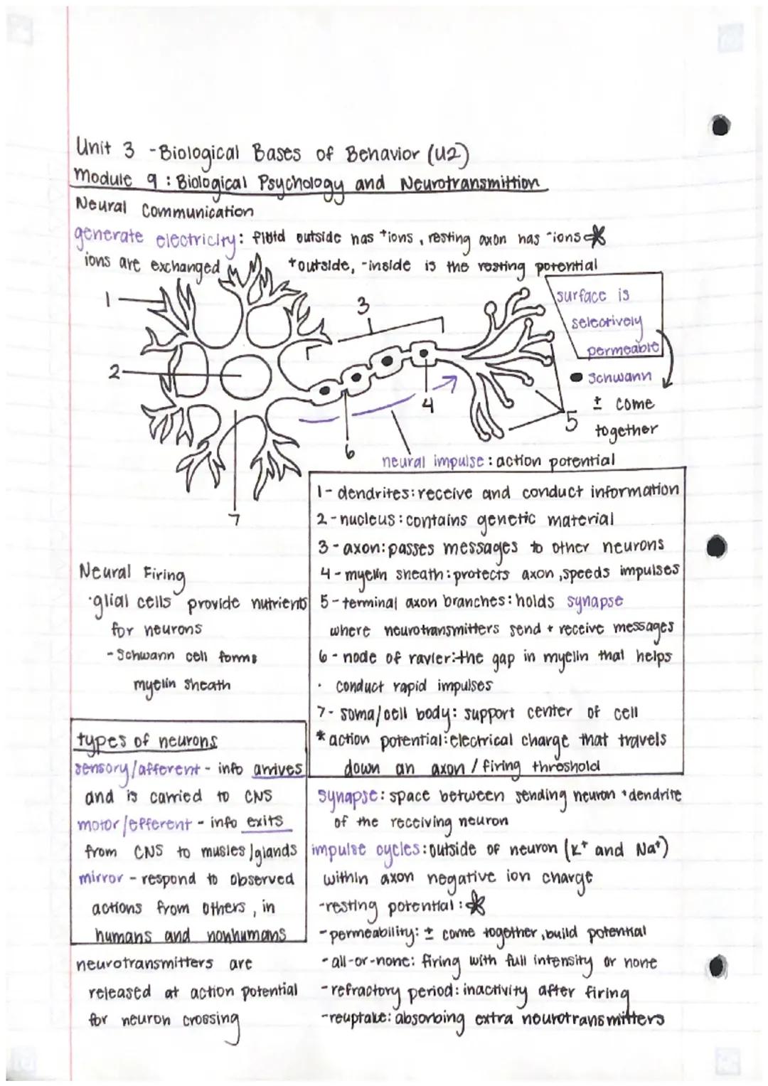 Unit 3 -Biological Bases of Behavior (12)
Module 9: Biological Psychology and Neurotransmittion.
Neural Communication
generate electricity: 