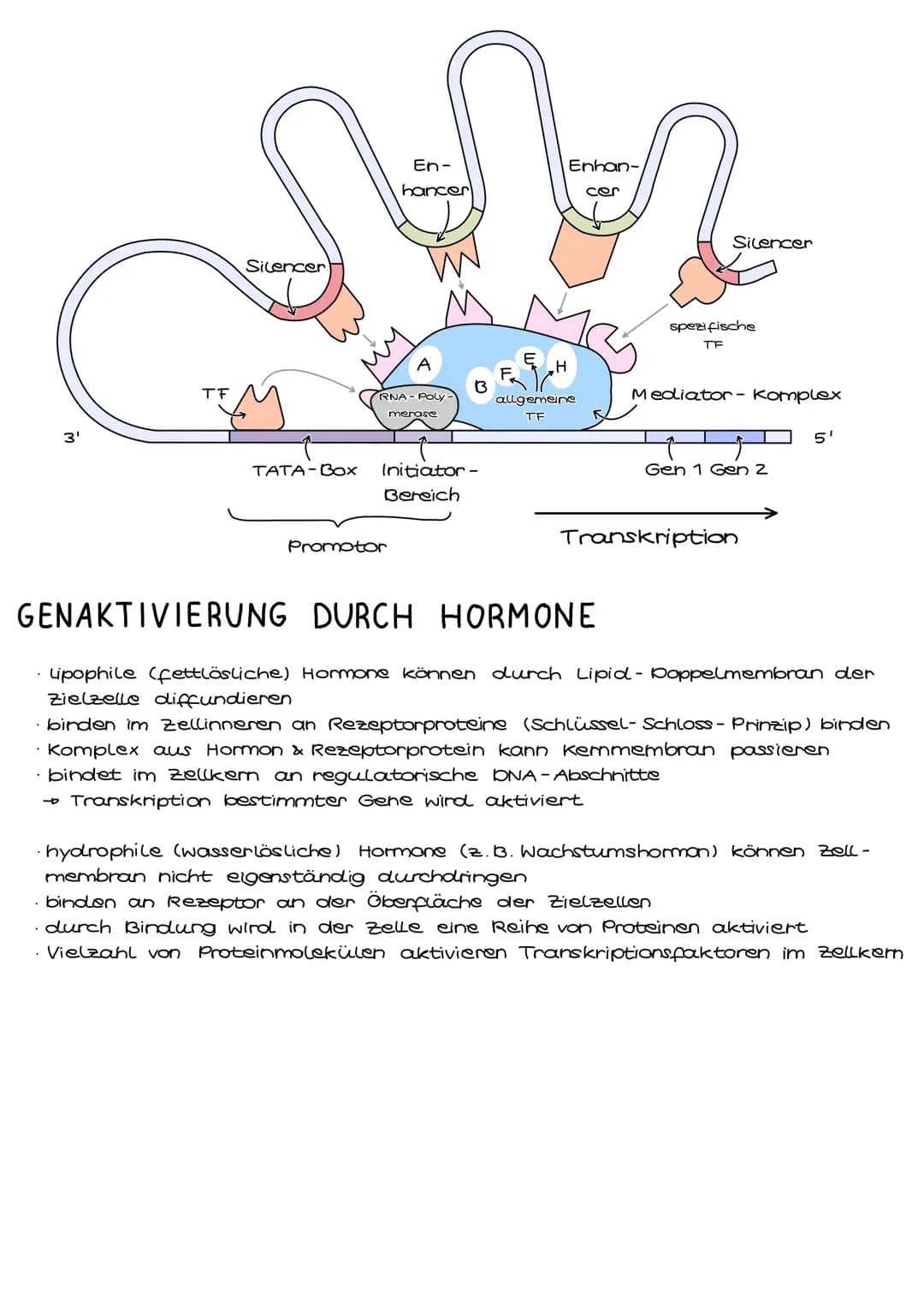 # Genregulation bei Prokaryoten

Genregulation bezeichnet die Steuerung der Aktivität von Genen, genauer die
Steuerung der Genexpression. Si