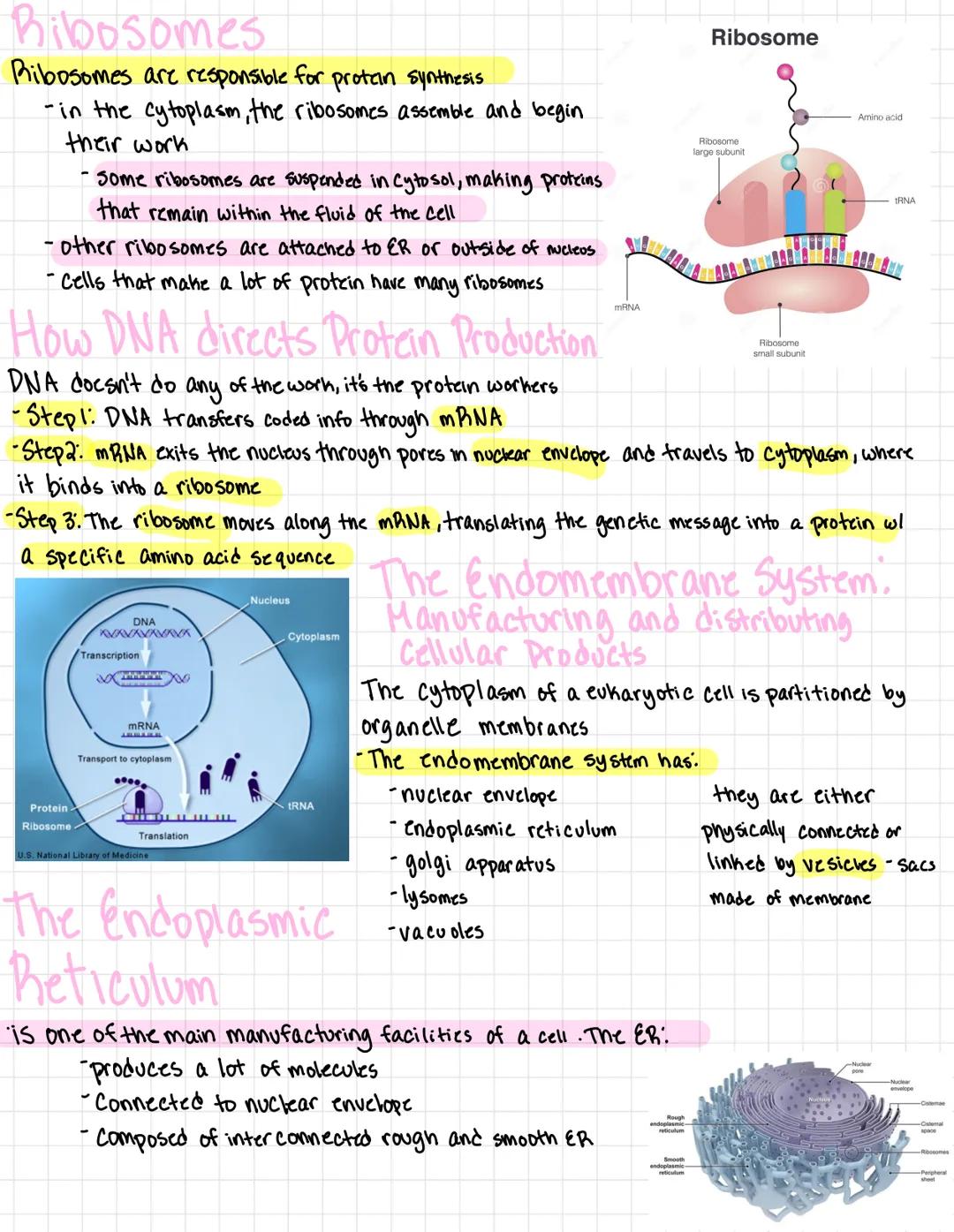 # A tour of the cell

Organisms are either single celled
*   prokaryotes
*   Protists

or multicellular
*   plants
*   animals
*   most fung