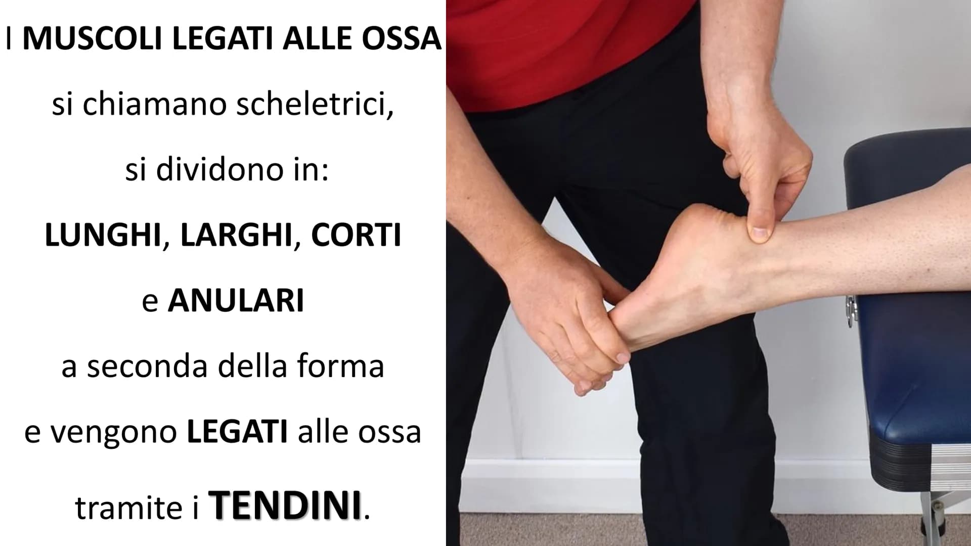 MUSCOLI E
CORPO UMANO I MUSCOLI sono degli
organi presenti in GRAN
NUMERO nel nostro
corpo, ci permettono di
COMPIERE I MOVIMENTI. # TIPI DI