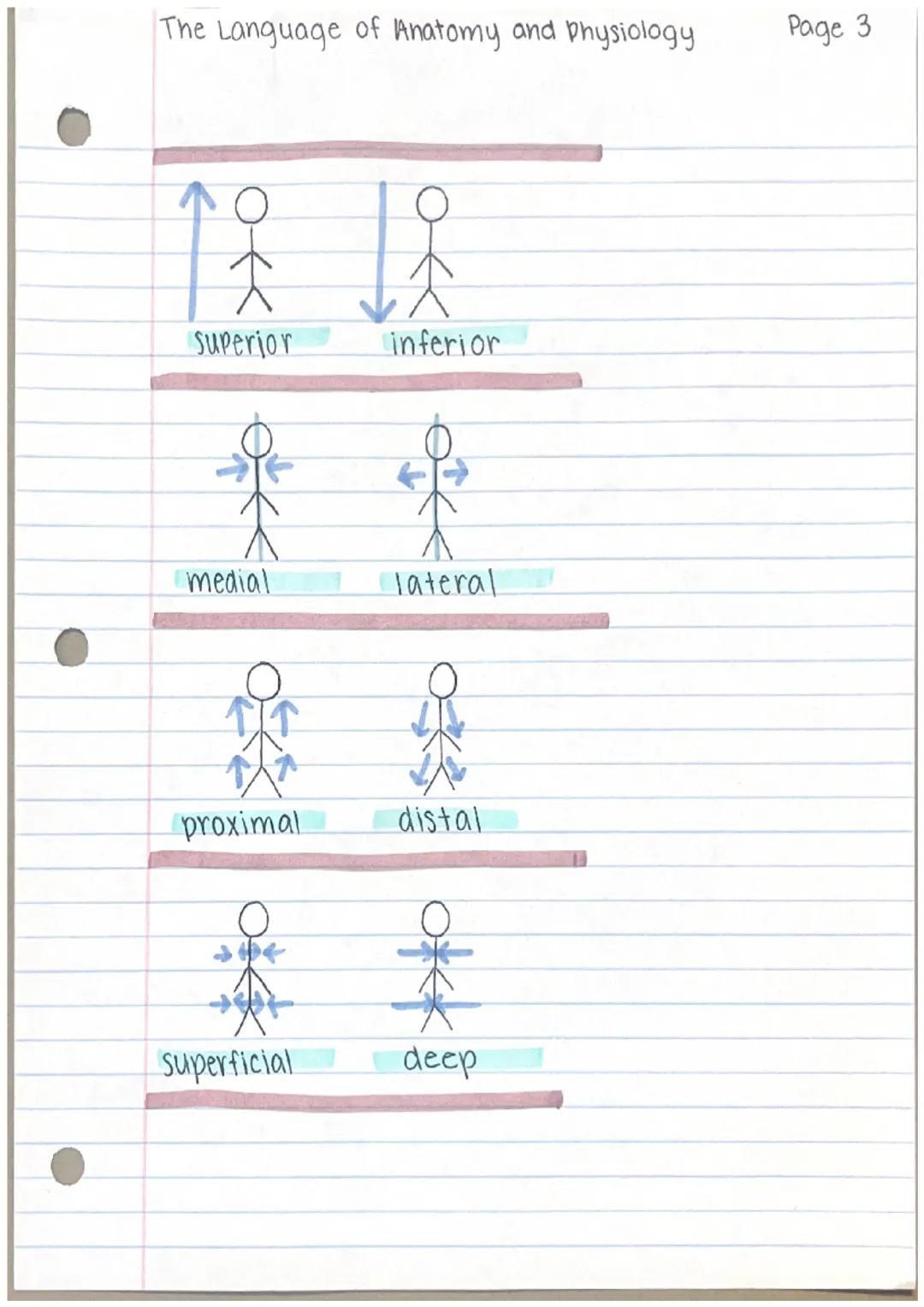 THE LANGUAGE
of
anatomy, and pysiology

anatomy
- parts of the human body
- gross human anatomy
- microscopic human anatomy

Pysiology
Page 