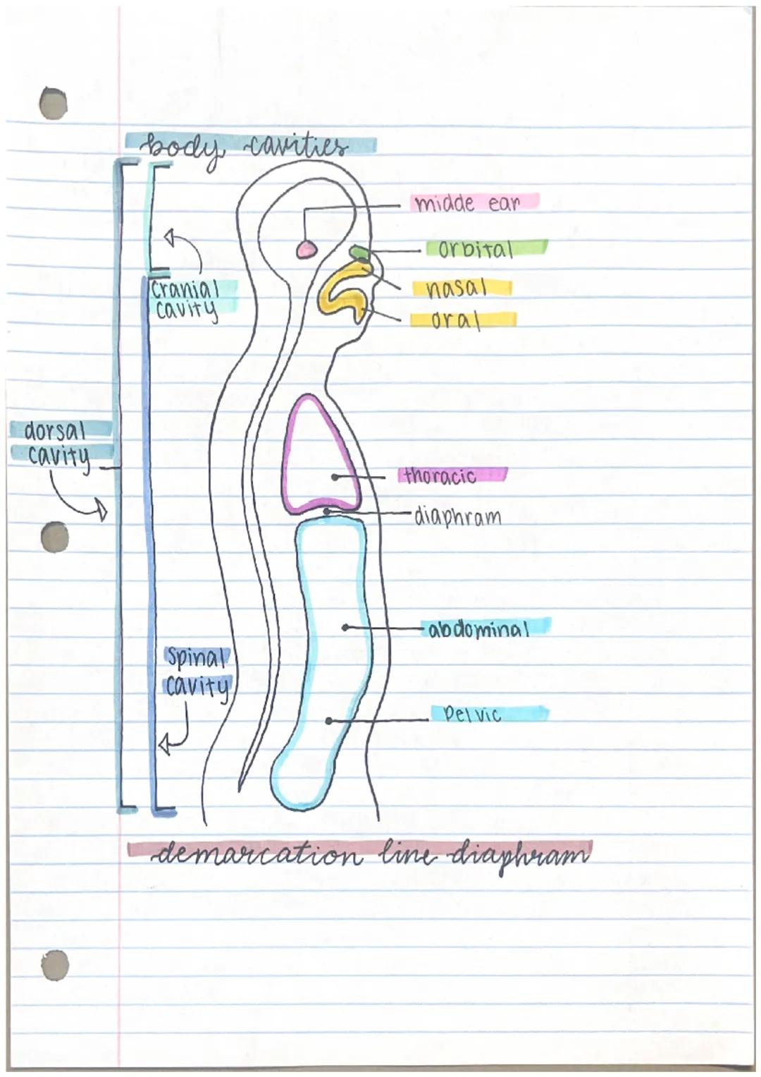 THE LANGUAGE
of
anatomy, and pysiology

anatomy
- parts of the human body
- gross human anatomy
- microscopic human anatomy

Pysiology
Page 