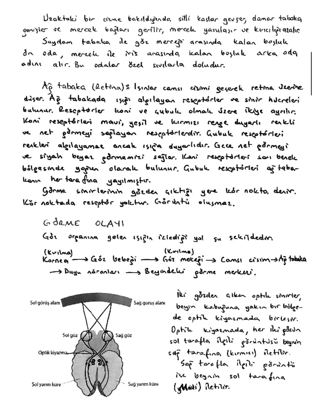 # DUYU ORGANLARI

Duyu organları çevredeki nyatıları özelleşmiş epitel huereleri veya
sihir uçları ile alır. 4 farkh rexxptör çeşidi verdır.