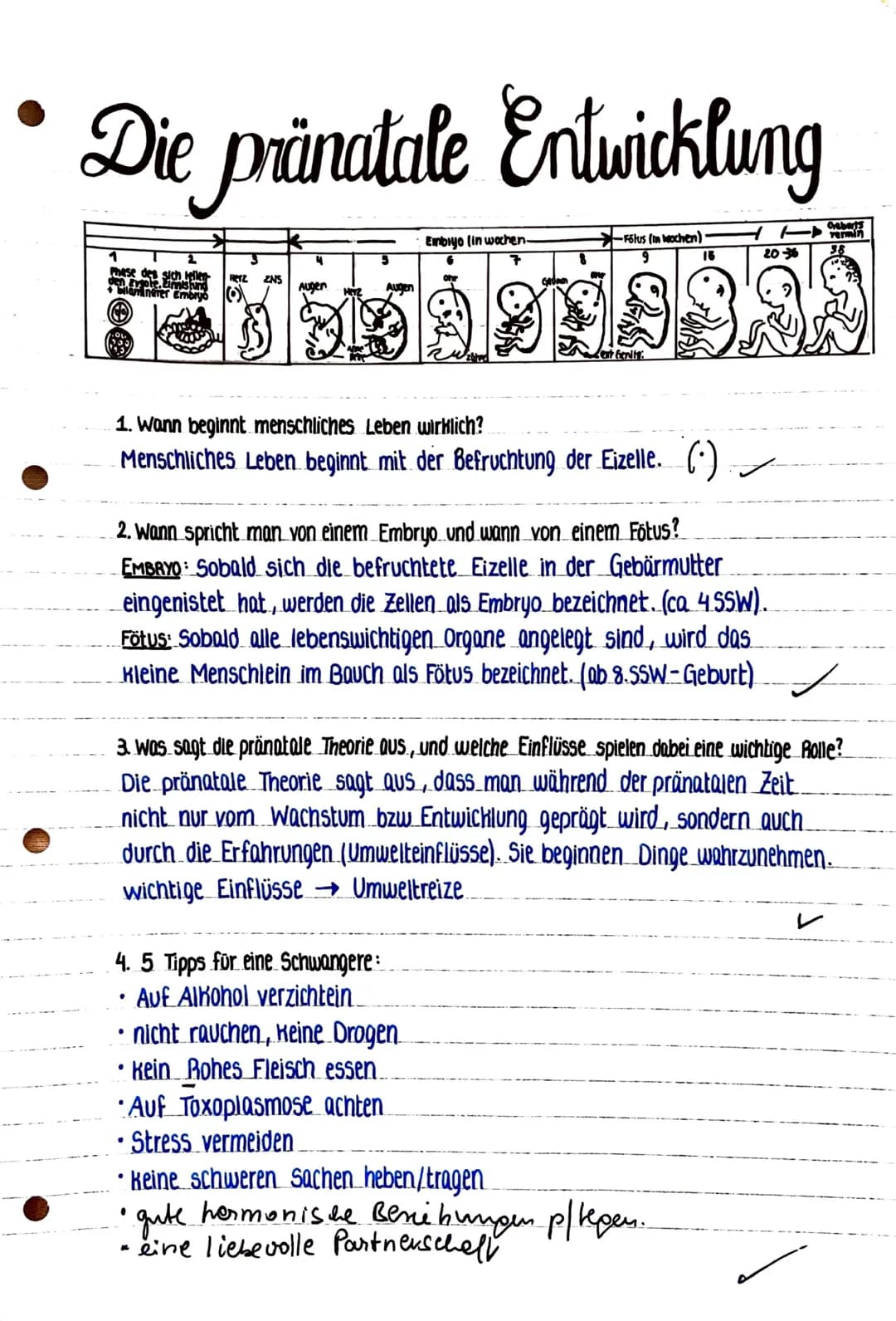 # Die pränatale Entwicklung

Einbiyo (in wochen.

1

2

Fölus (twochen)

9

16

2036

Phese des sich rellen

ZNS

Augen

Augen

Cent Genity: