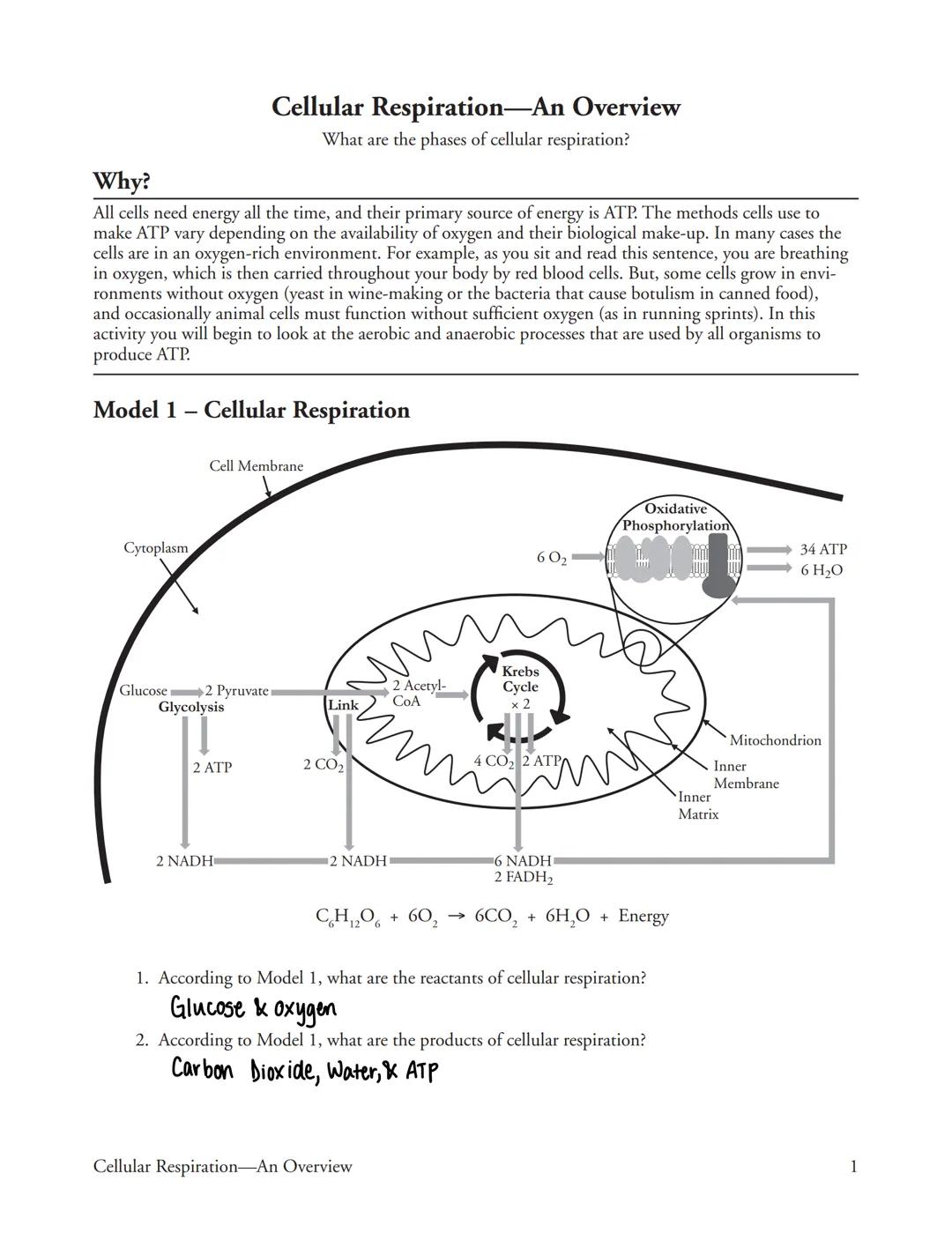 # Cellular Respiration-An Overview
What are the phases of cellular respiration?

## Why?
All cells need energy all the time, and their prima