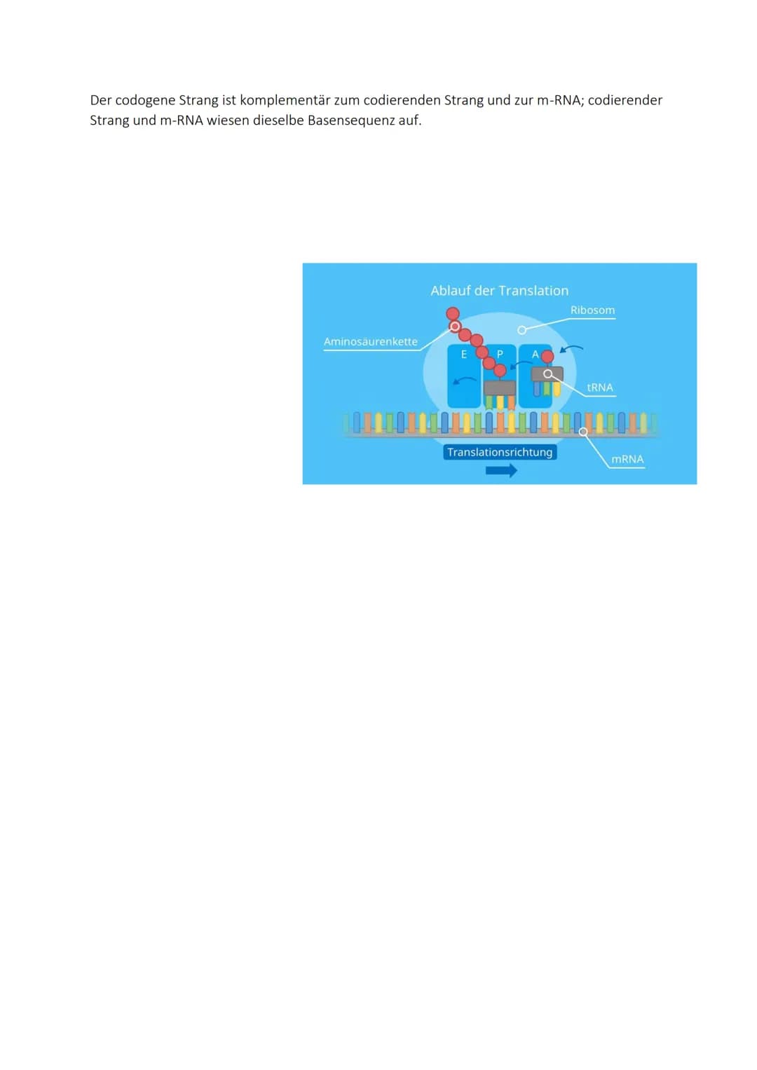 Molekulargenetik

10. DNA-Aufbau - Replikation - Reparatur

Aufbau

Desoxyribonukle
insäure

Repliktion

Doppelhelix Chargaff-Regel Leistran