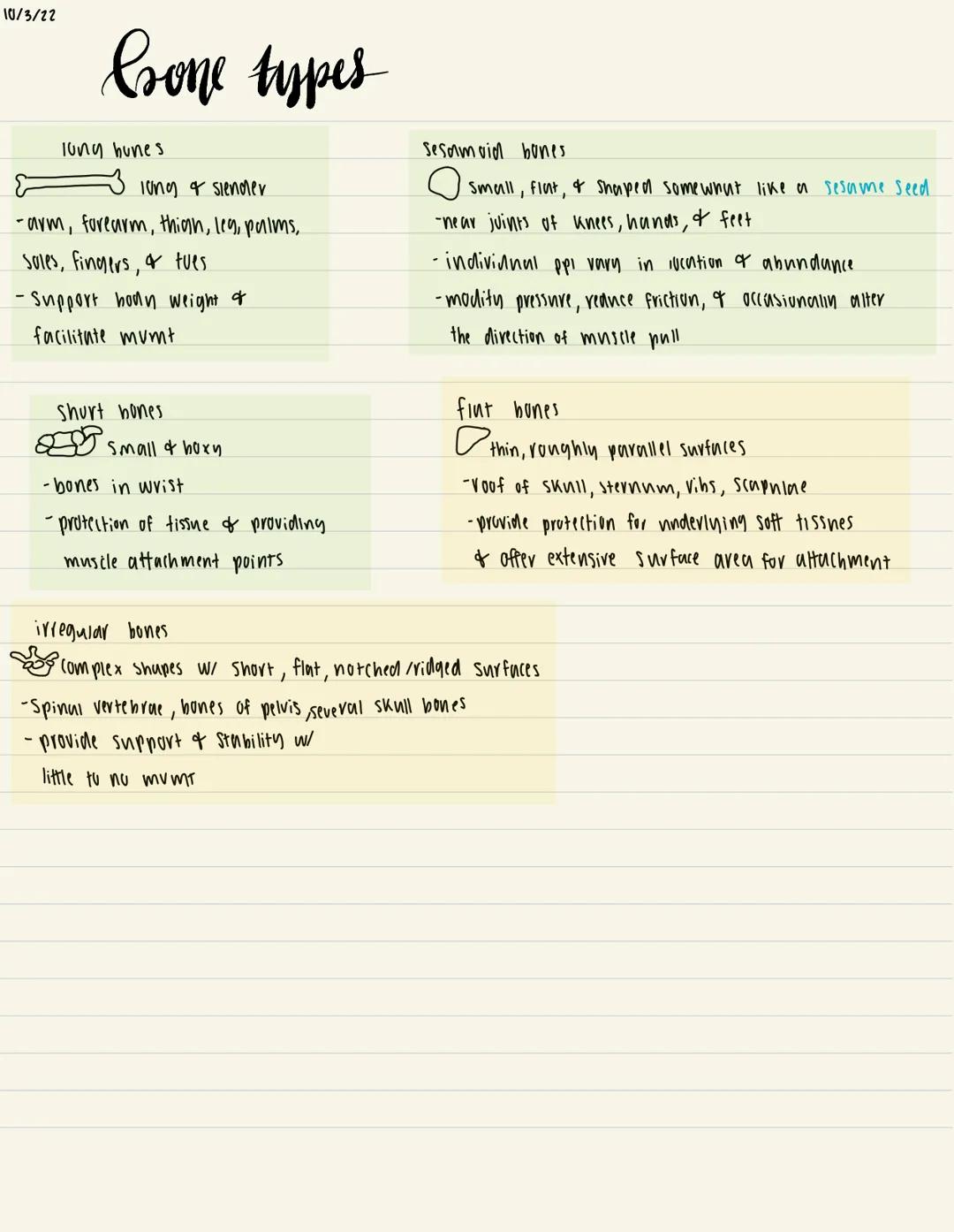 10/3/22
# sone types

long hunes
E long a sienner
-arm, forearm, thigh, leg, palms,
soles, fingers, & tues
- Support honn weight &
facilitat