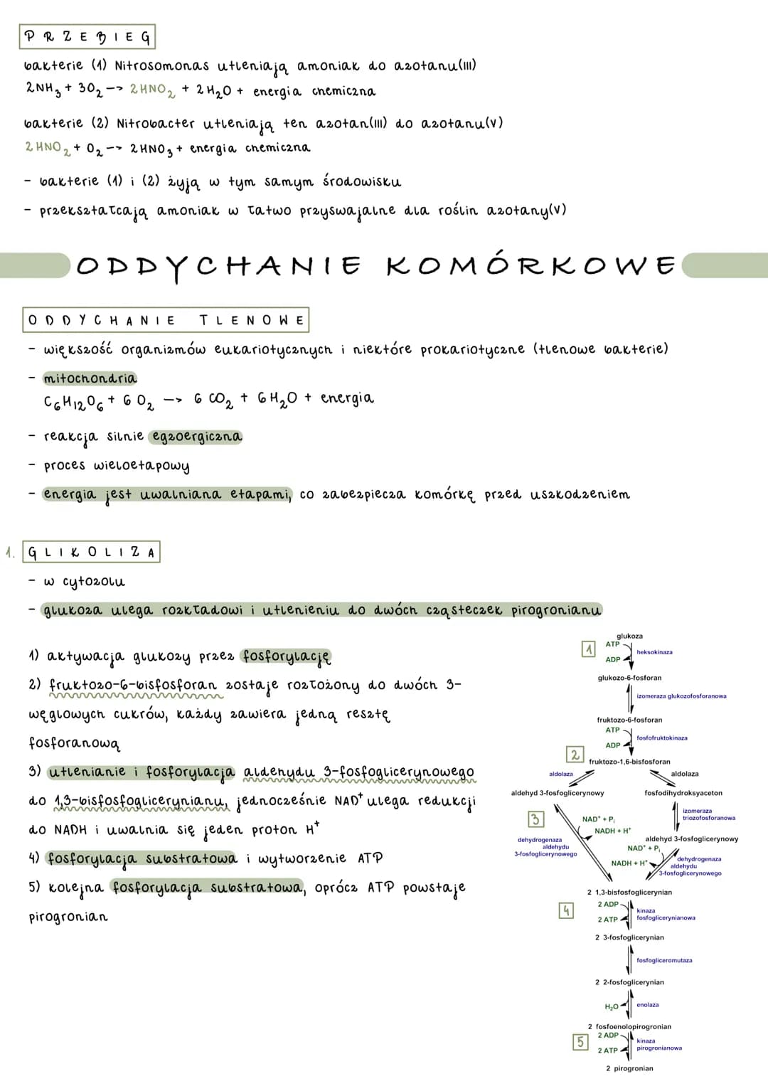 # ΜΕΤΑBOLIZM

catość przemian chemicznych i energetycznych komórki

- anabolizm - reakcje syntezy złożonych związków chemicznych 2
prostszyc