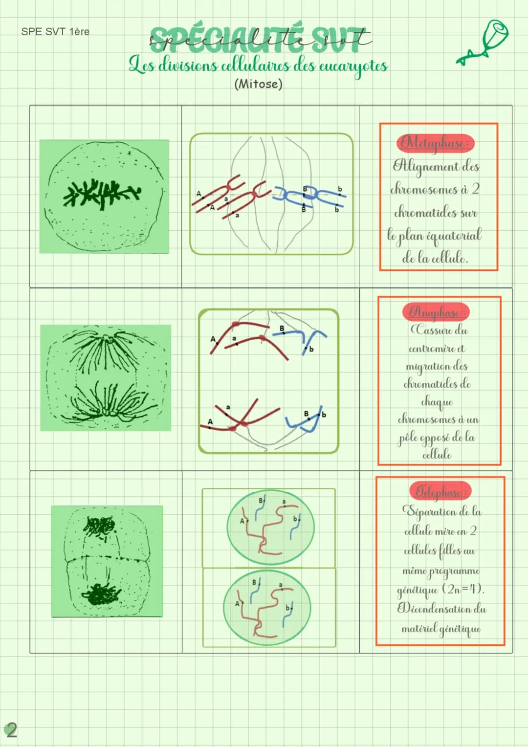 SPE SVT 1ère

SPÉCIALITÉ SUT
Les divisions cellulaires des eucaryotes
(Mitose)

RAPPEL

Schémas de chromosomes

Chromosome simple

Chromosom