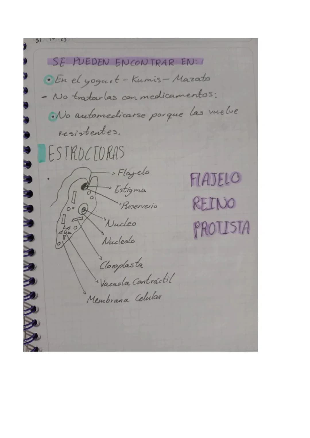31 10 23 Experimento - Reinos

Reino
Protista

GARACTERIS

Se incluyen todos aquellos
organismos eucariotas y
procariotas.

Presentan movimi