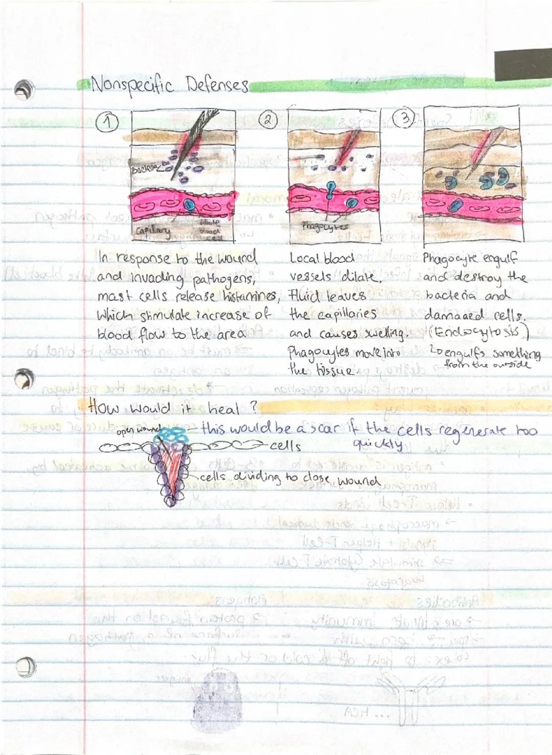Biology exam prep

Pathogens

virus
D

•microscopic, non living pathogen made out of protein, nucleic acids.
and sometimes lipids.
Viruses c