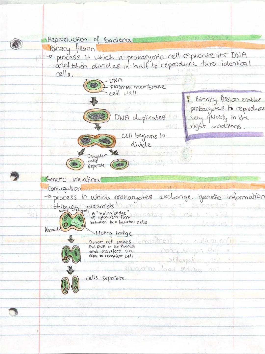 Biology exam prep

Pathogens

virus
D

•microscopic, non living pathogen made out of protein, nucleic acids.
and sometimes lipids.
Viruses c