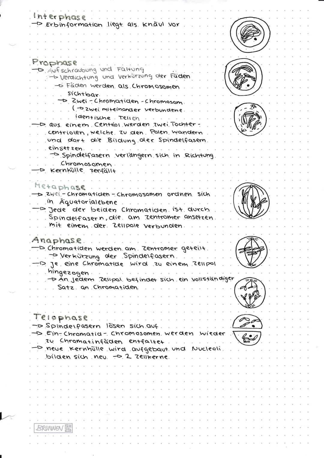 # Genetik

Def. Wissenschaft, die sich mit Gesetzmäßigkeit der Vererbung
von Merkmalen und den grundlegenden. Phänomenen der
Vererbung im Be