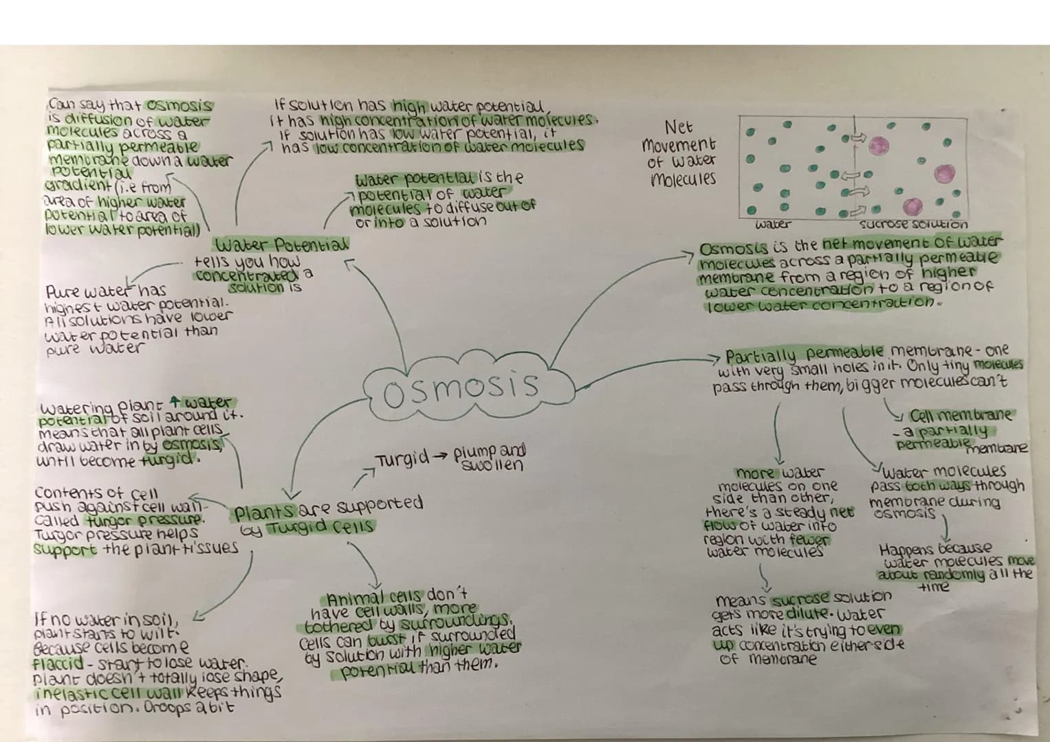 Cell membrane - controls what
goes int out. Supponed by
Cell wall

Chromosomal DNA-
lone long circular chromosome)
controls cell's activites
