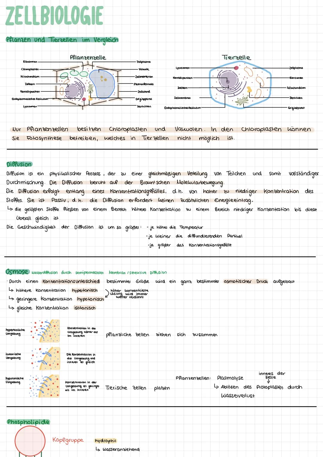 # ZELLBIOLOGIE

Pflanzen und Tierzellen im Vergleich

![Pflanzenzelle](image.png)

Pflanzenzelle

*   Ribosomen
*   Chloroplasten
*   Mitoch