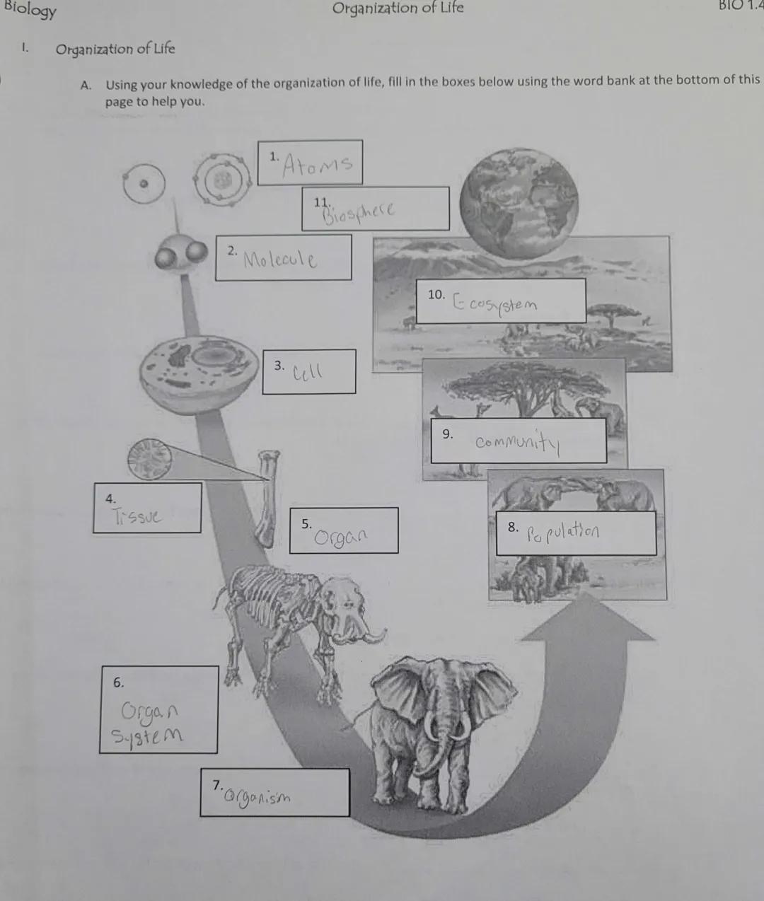 Biology
Organization of Life
Organization of Life
BIO 1.4
1.
A. Using your knowledge of the organization of life, fill in the boxes below us