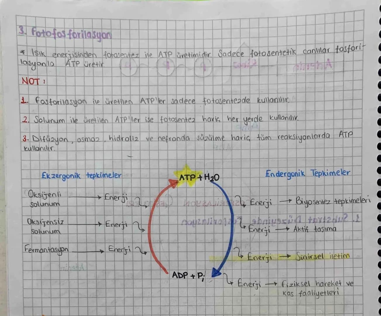 ATP
* Besinlerin Solunumla parçalanması sonucunda açığa çıkan enerjinin kısa sureli depolan
dığı moleküldür.
* Atp enerjisine dönüştürülmemi