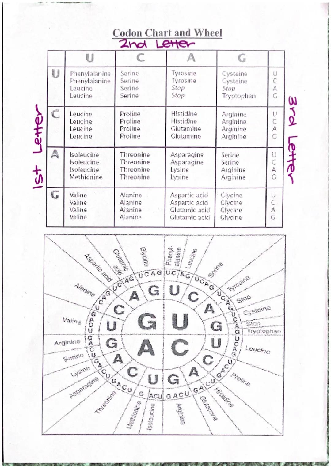 Codon Chart and Wheel
2nd Letter
UCAG
3rd Letter
UCAC
UCAG
UCAG
U
C
A
G
UPhenylalanine Serine
Tyrosine
Cysteine
Phenylalanine Serine
Tyrosin