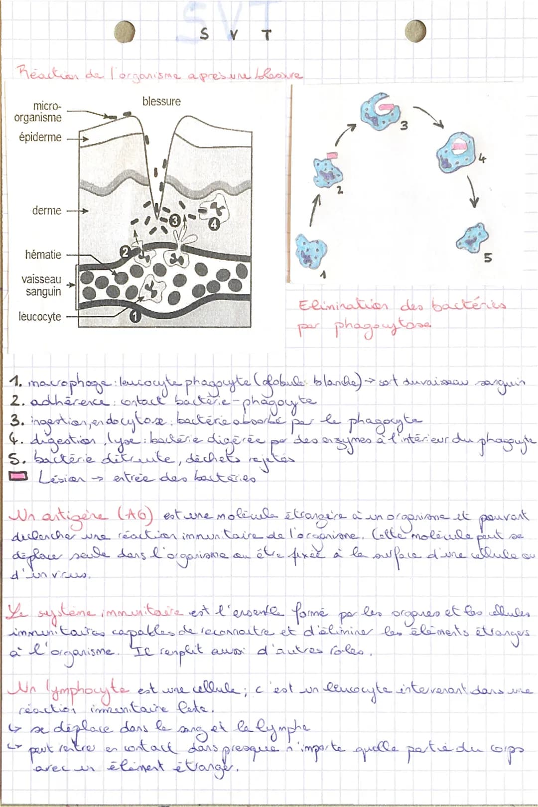 SVT
Reaction de l'organisme apresure bleave
micro-
organisme
épiderme
blessure
derme
hématie
vaisseau
sanguin
leucocyte
4
2
3
4
5
Eliminatio